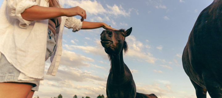 Alanta horses