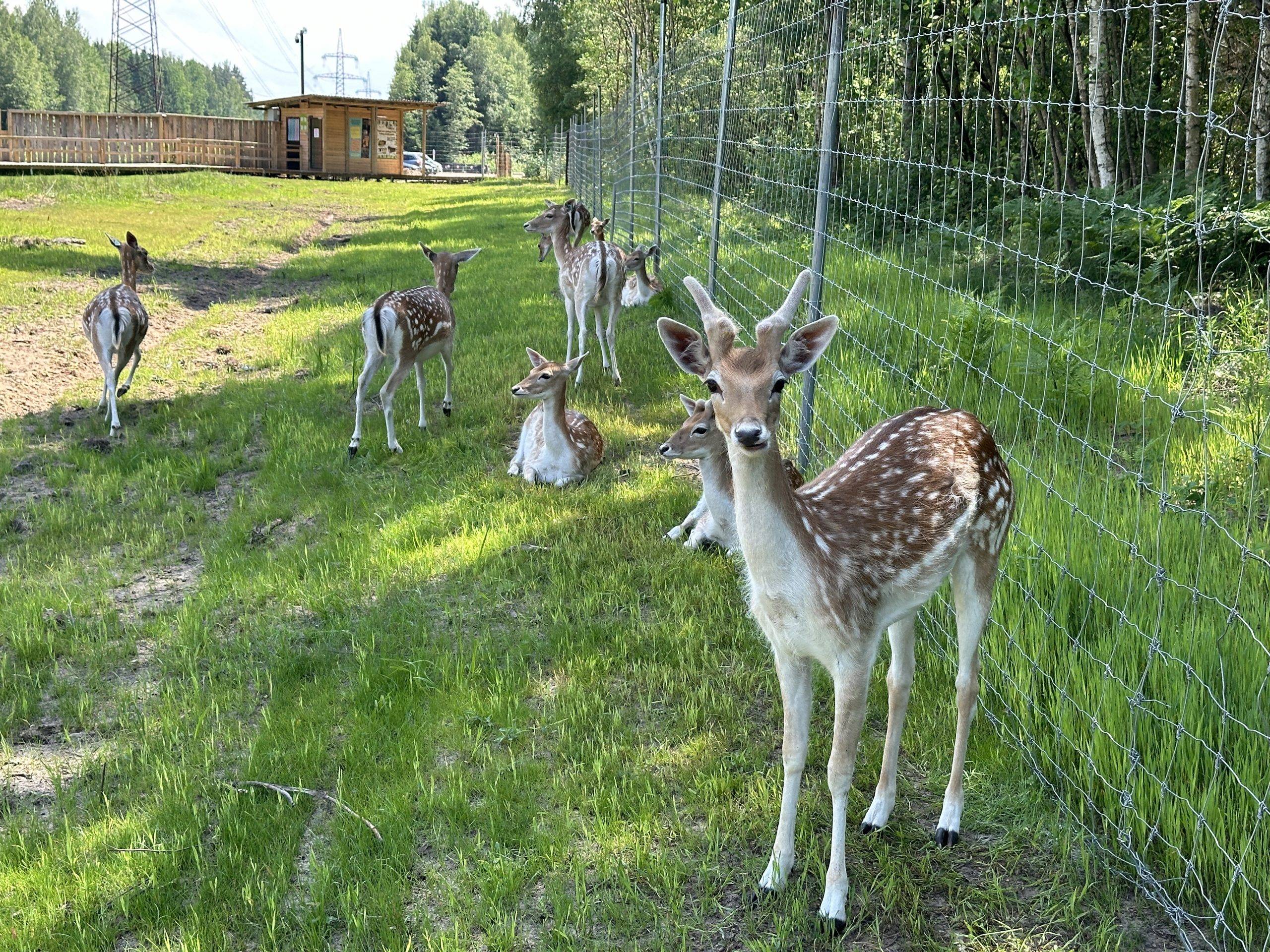 Fallow deer park