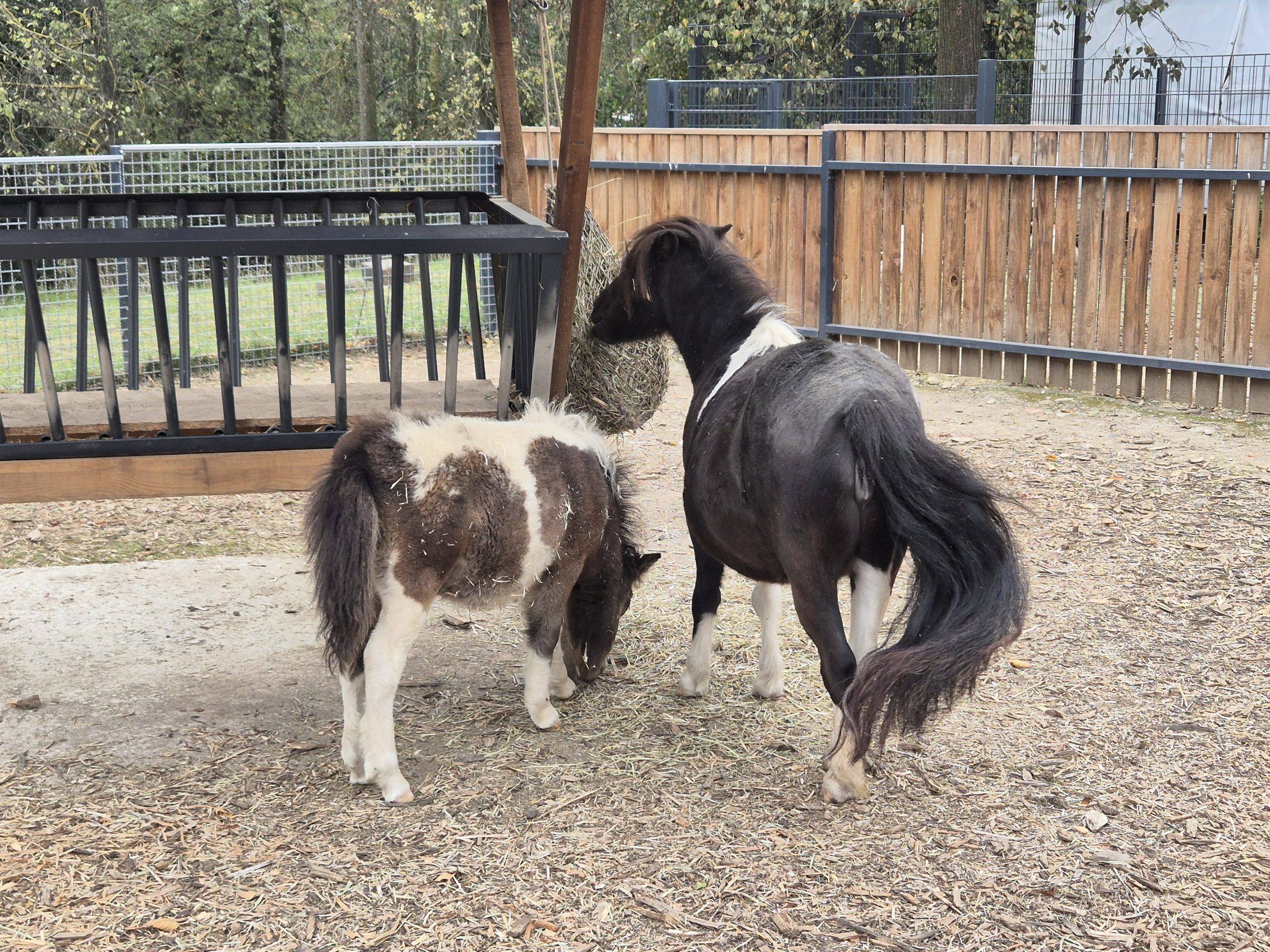 Ponies at the zoo