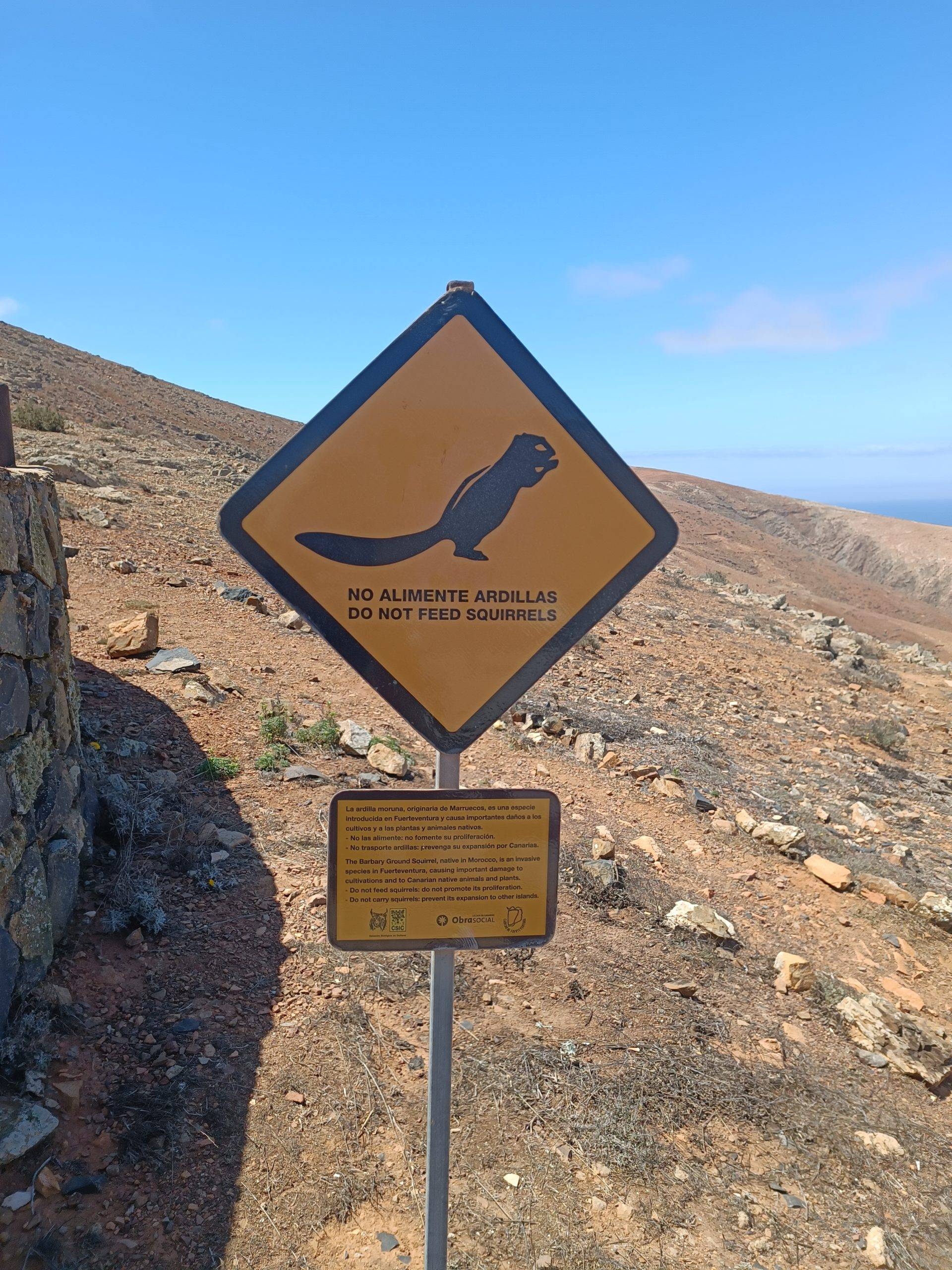 Chipmunks in Fuerteventura