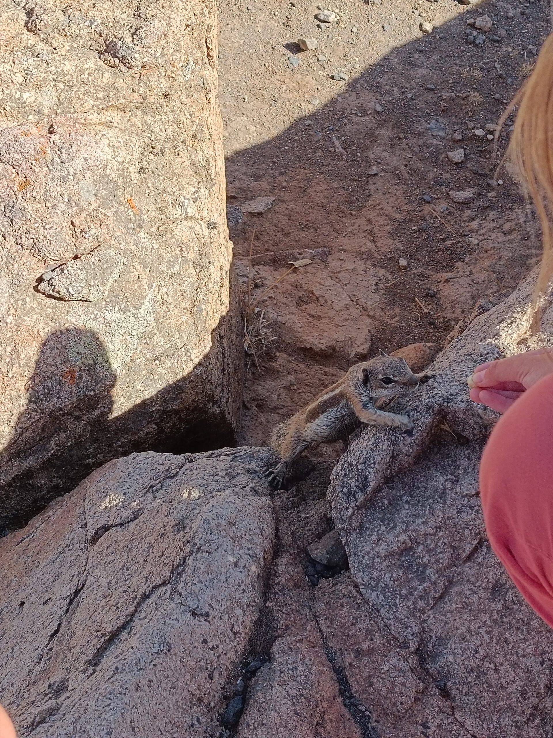 Chipmunks in Fuerteventura