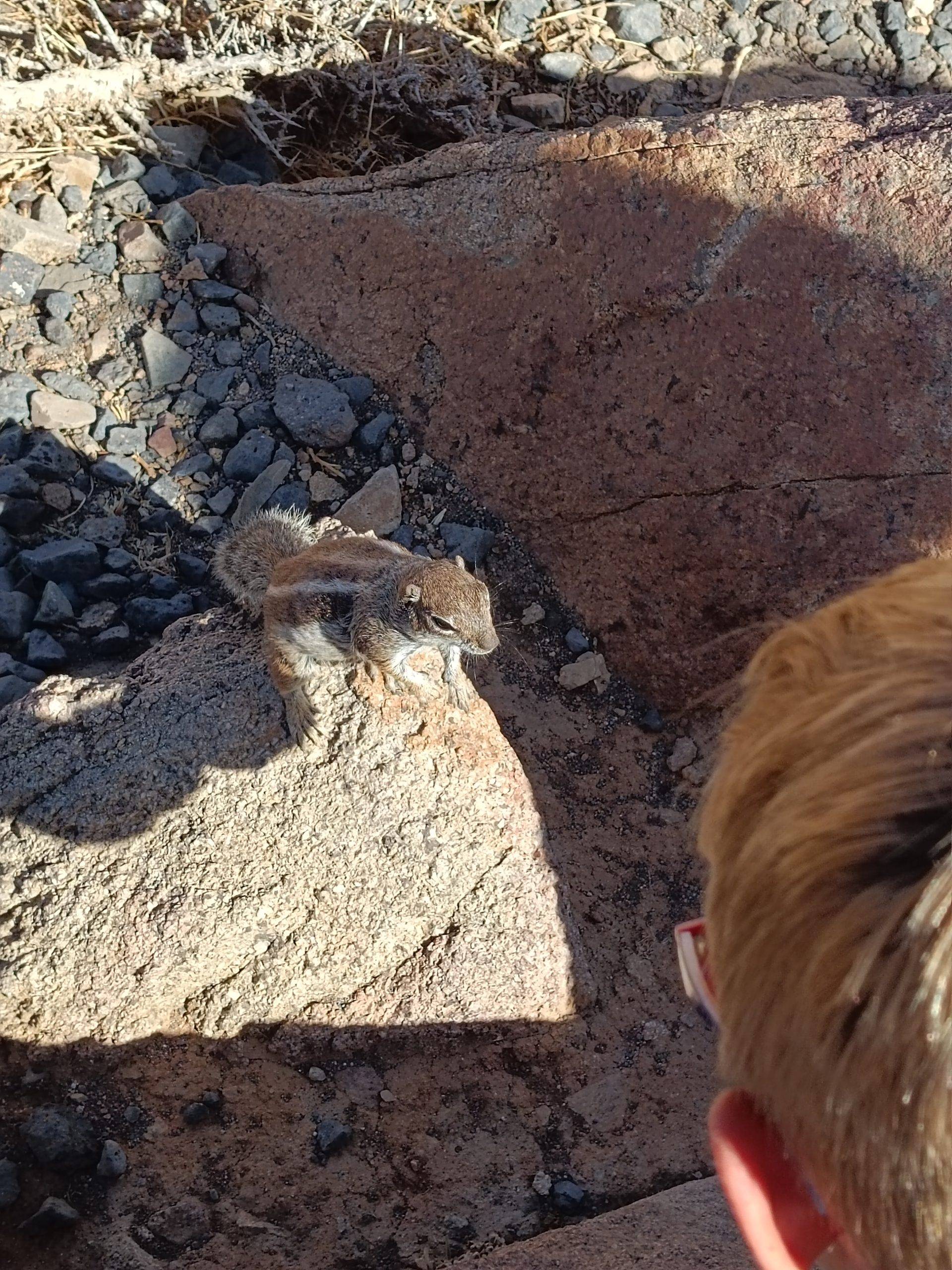 Chipmunks in Fuerteventura