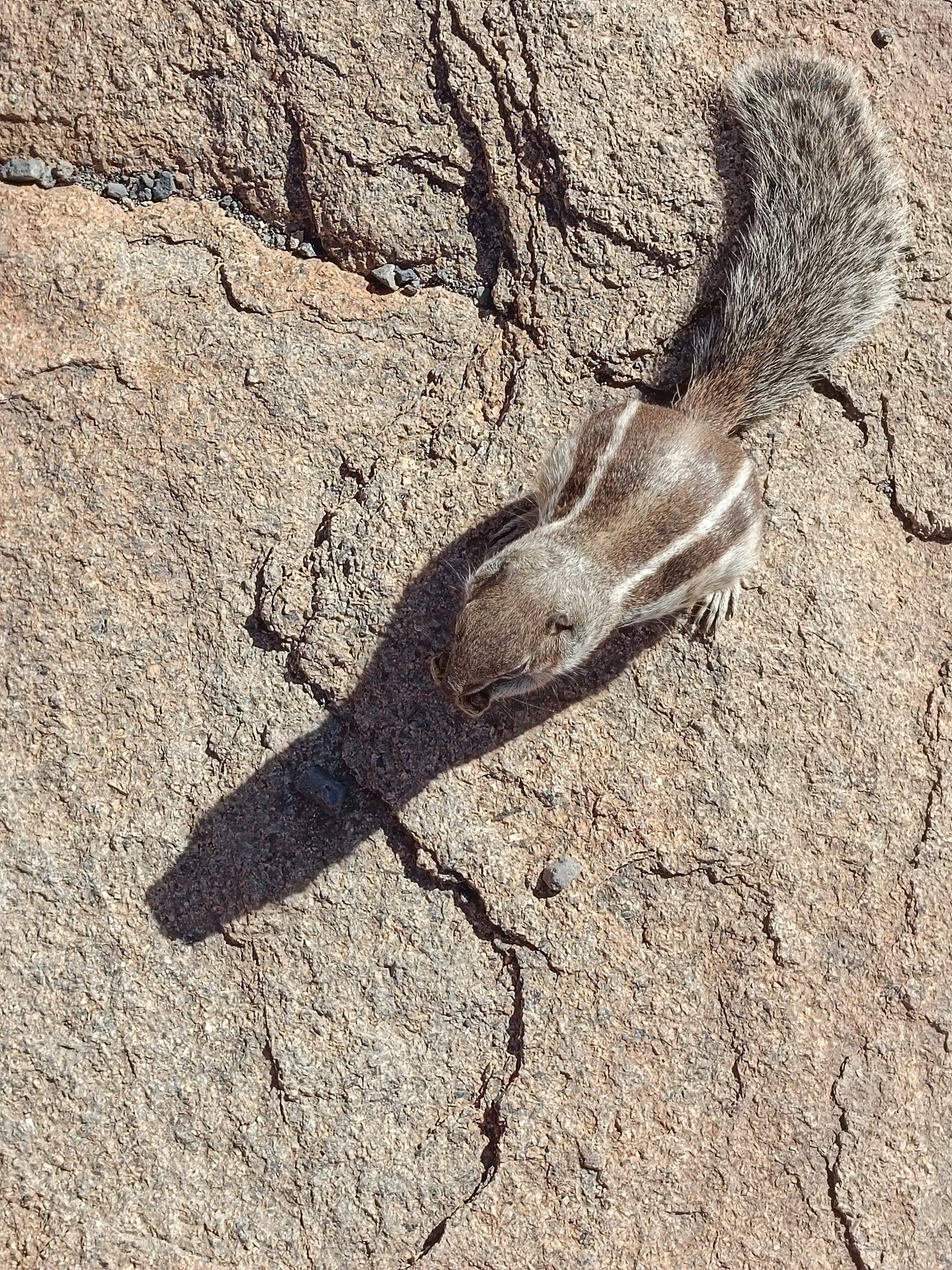 Chipmunks in Fuerteventura