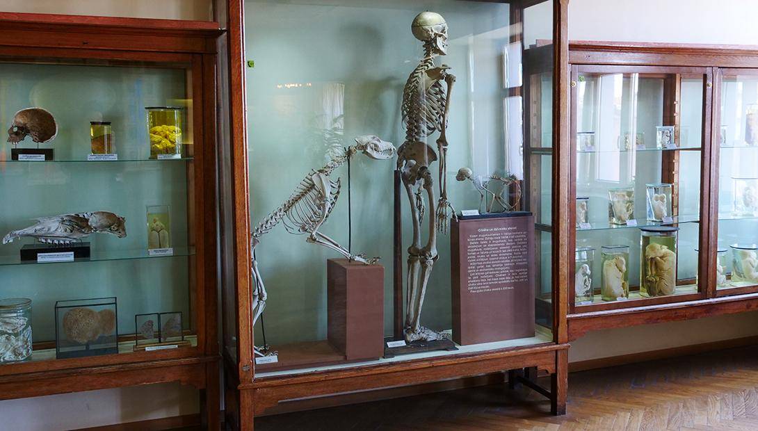 Latvijos nacionalinis gamtos istorijos muziejus