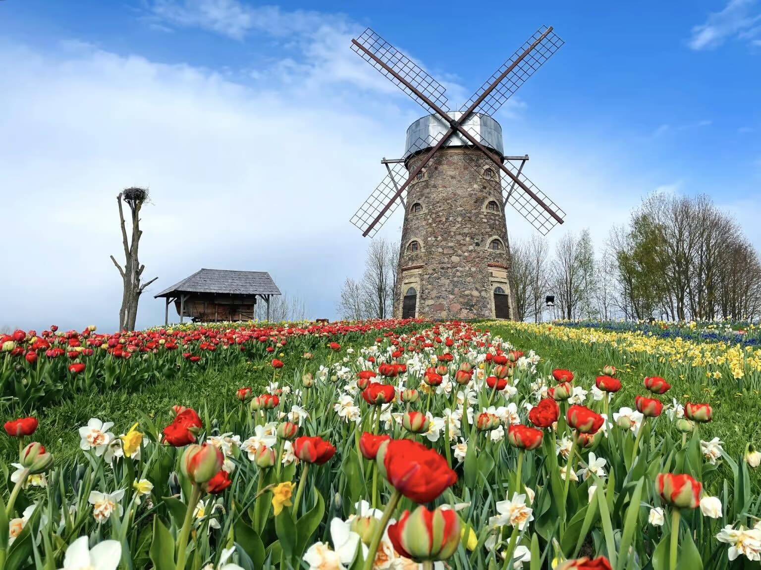 Tulpių ir pavasario gėlių festivalis Pakruojo dvare