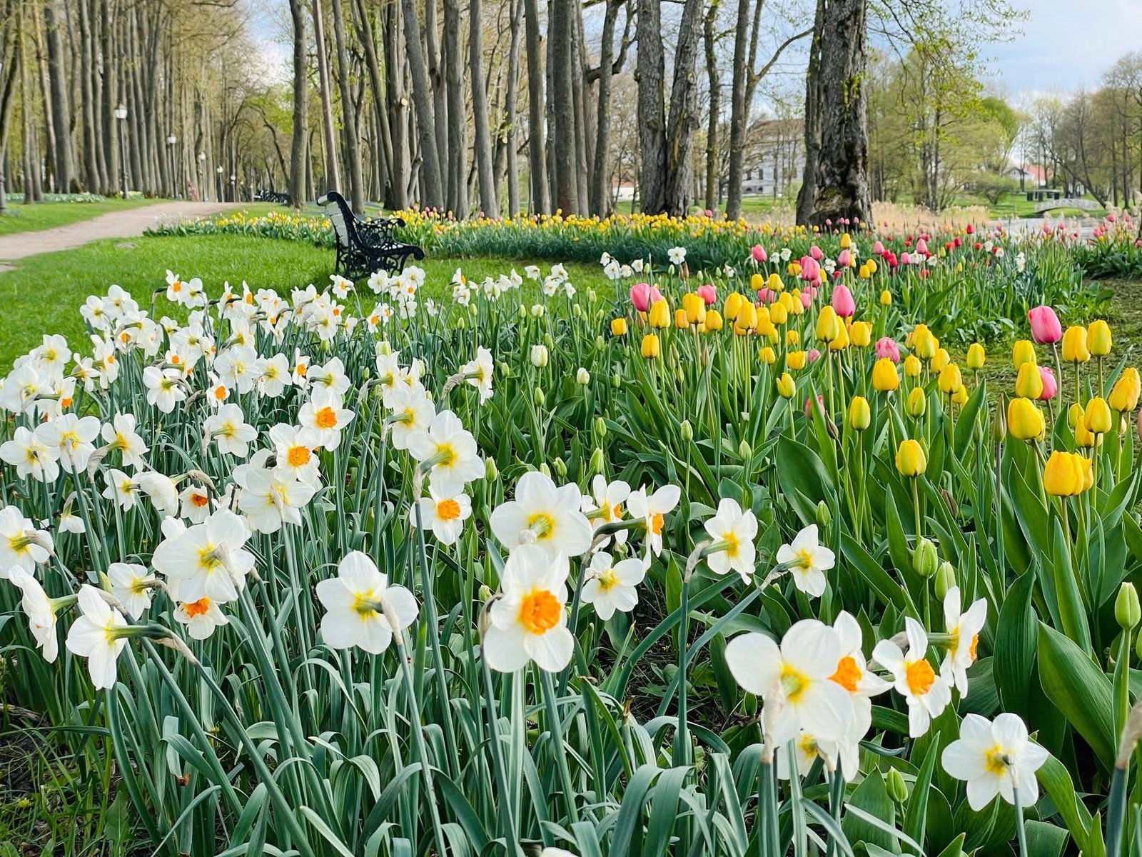 Tulpių ir pavasario gėlių festivalis Pakruojo dvare 2025