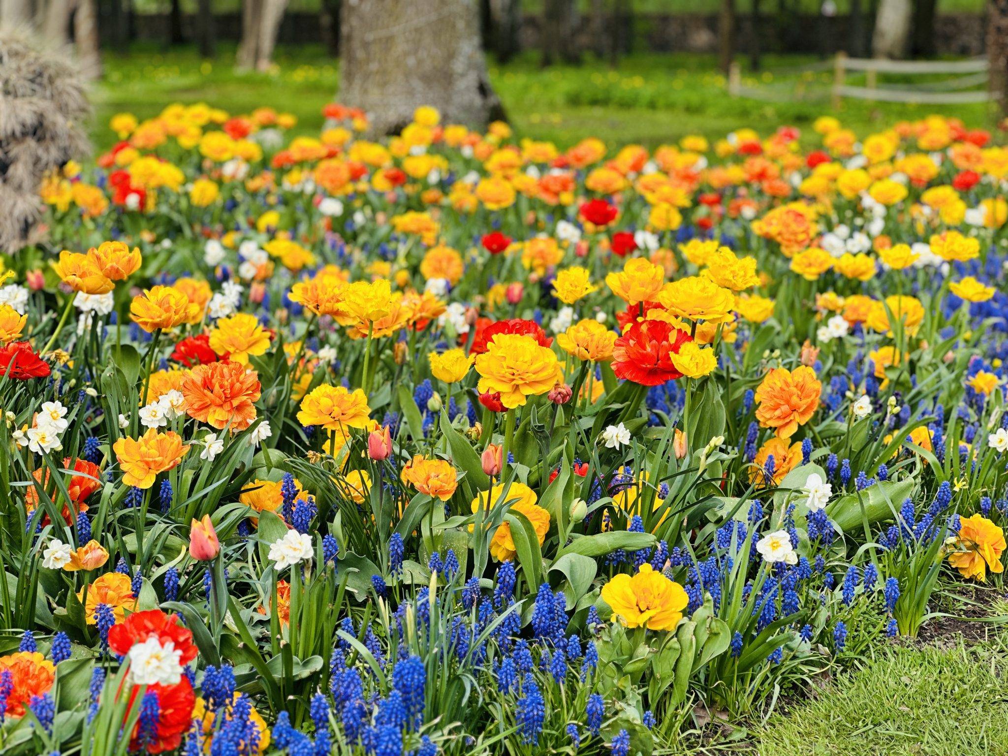 Tulpių ir pavasario gėlių festivalis su vaikais