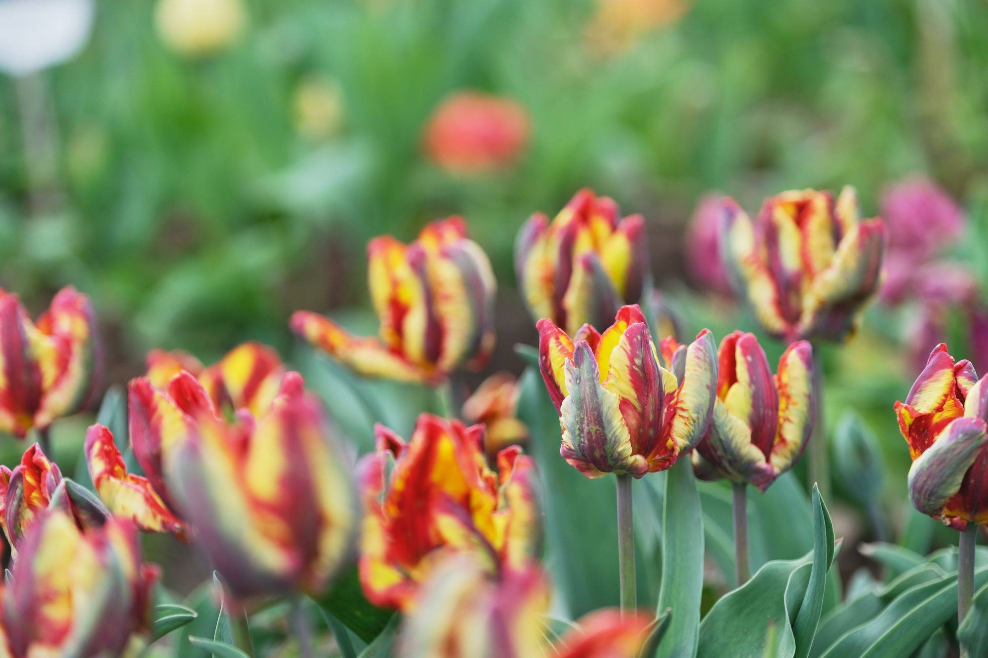 Tulpių žydėjimas Burbiškio dvare