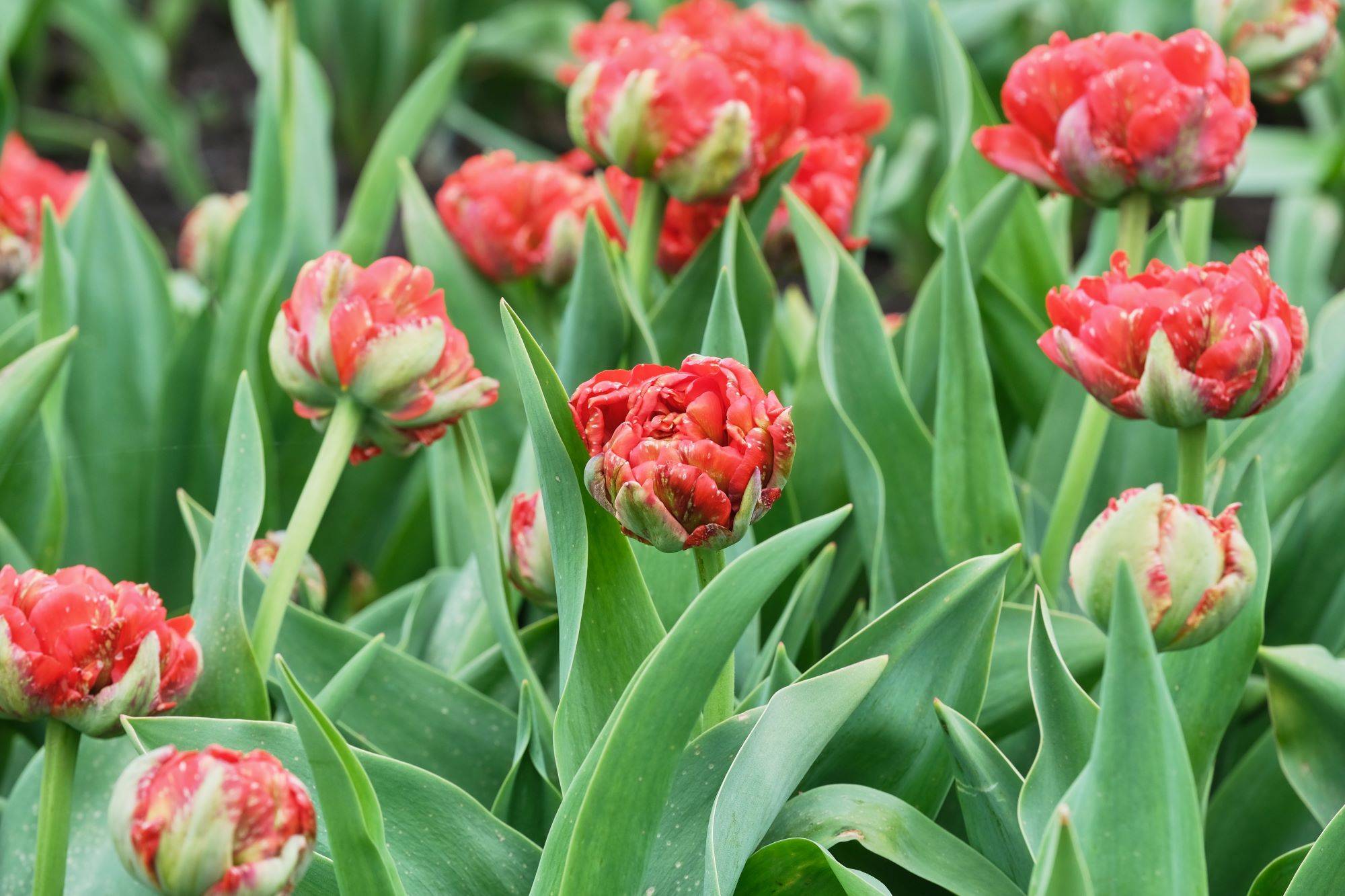 Tulpių žydėjimas Burbiškio dvare