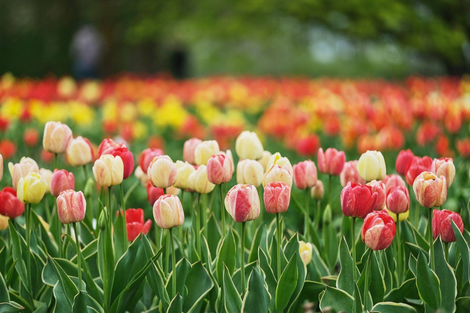 Burbiškio dvaro Tulpių žydėjimo šventės programa 2025