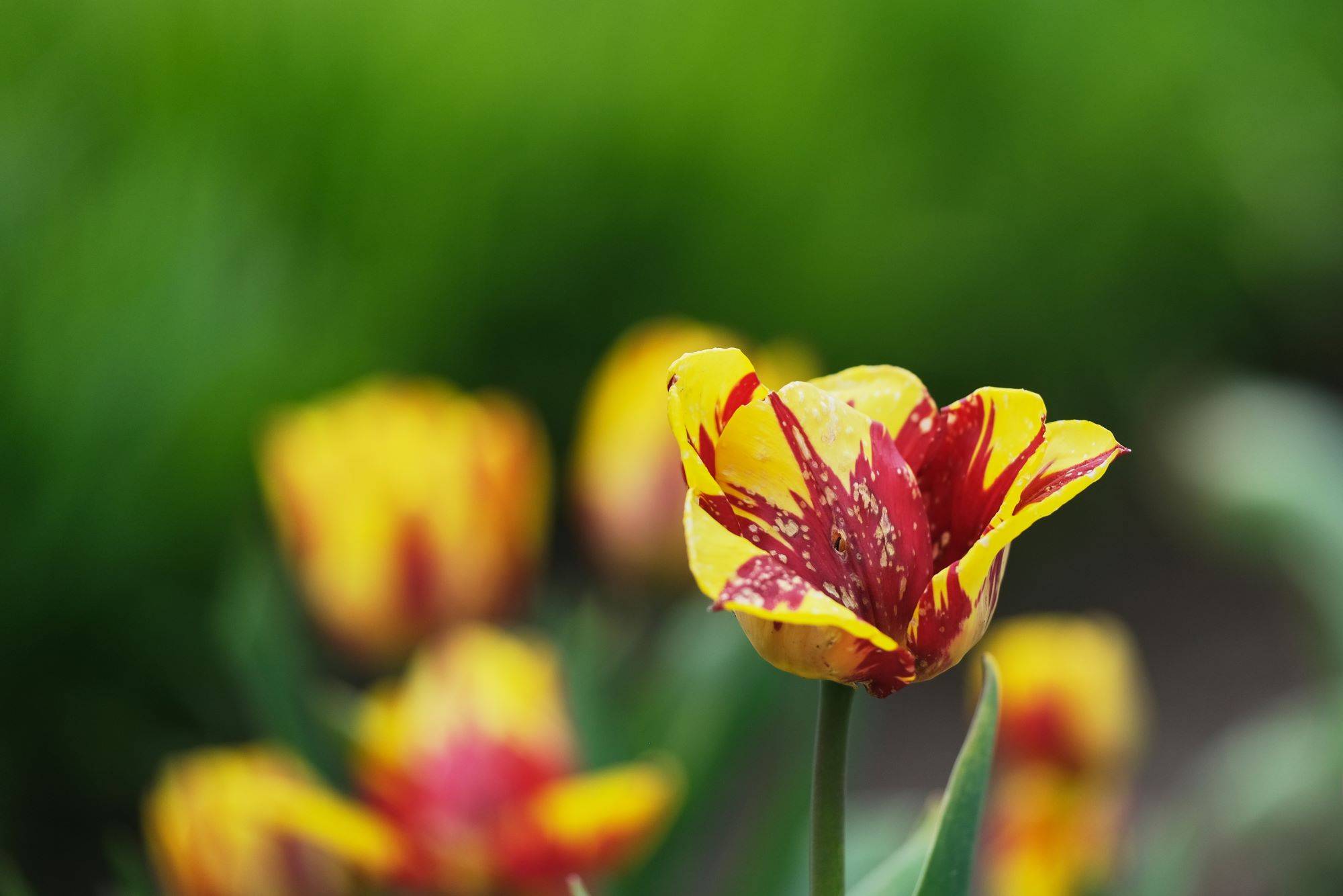 Burbiškio dvare žydi tulpės