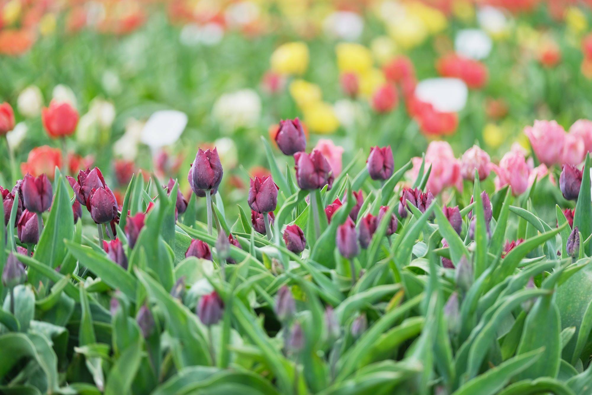 Tulpių žydėjimas Burbiškio dvare