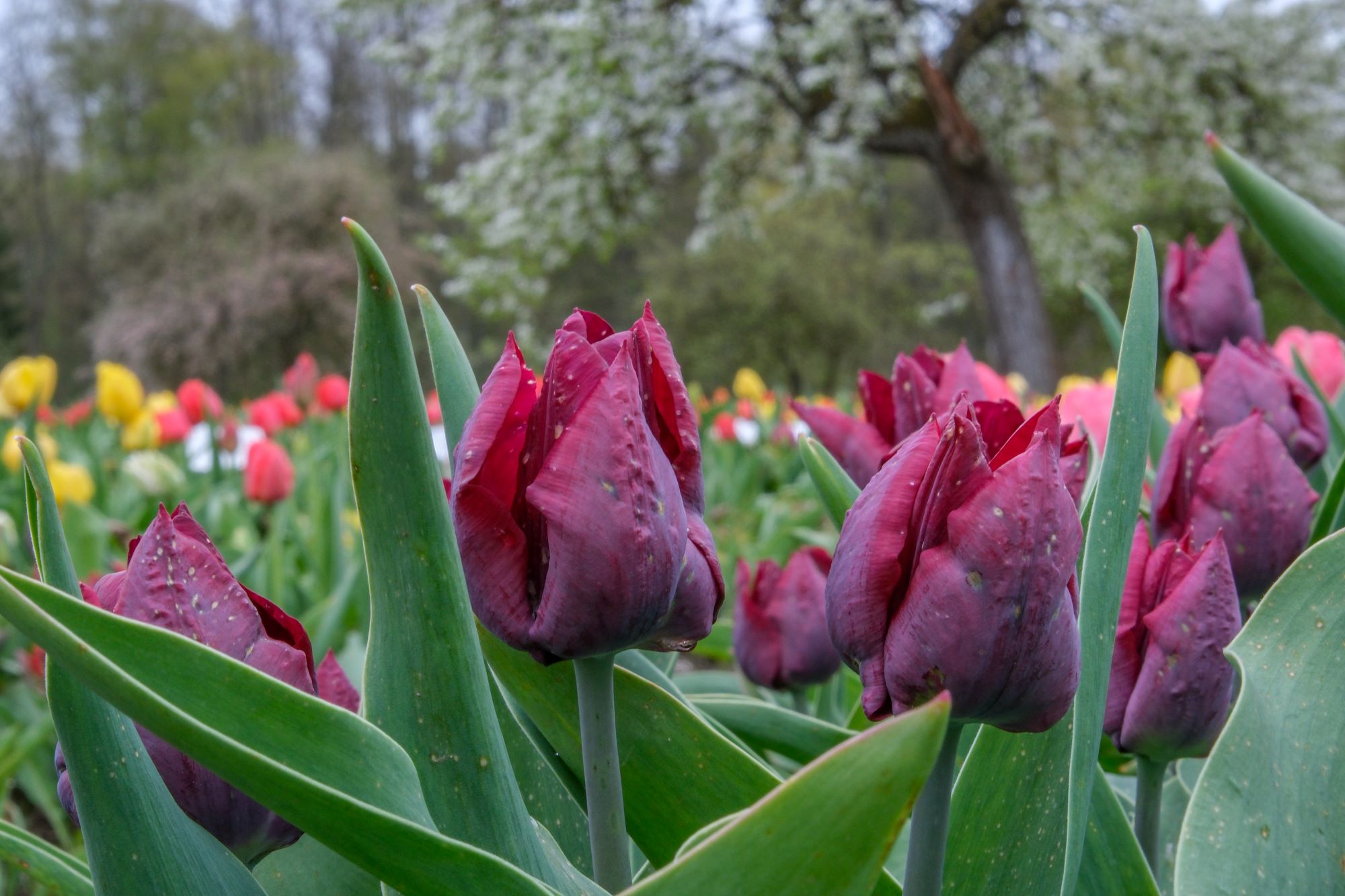 Tulpių žydėjimas Burbiškio dvare