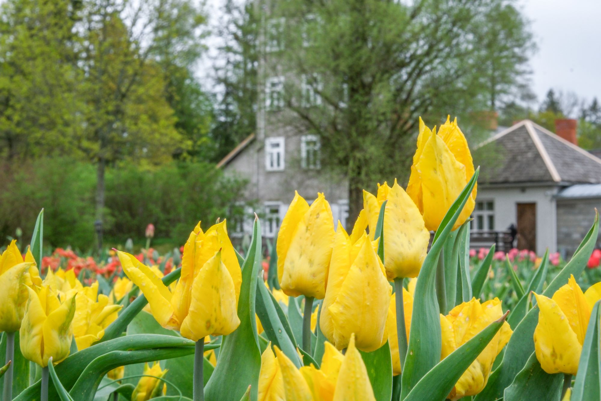 Burbiškio dvaro tulpės