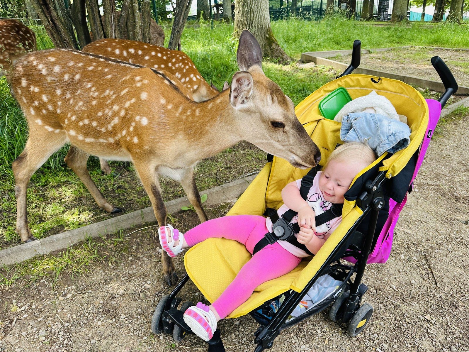 Gyvūnai Raubonių pramogų parke