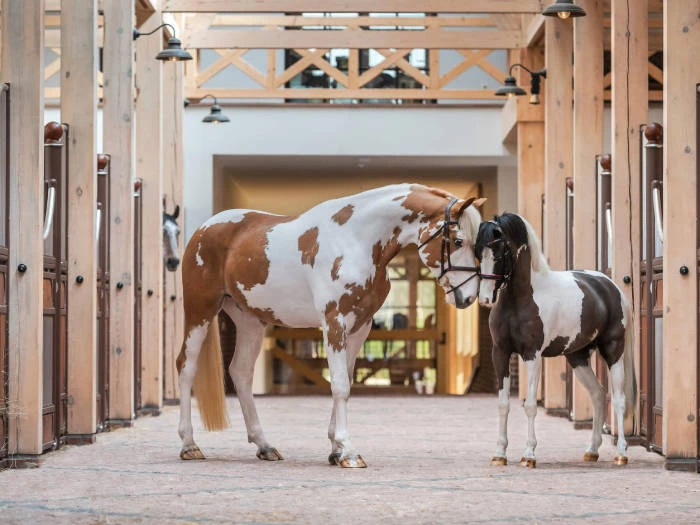 Įspūdingiausias žirgynas Lietuvoje: Royal Horse resort 