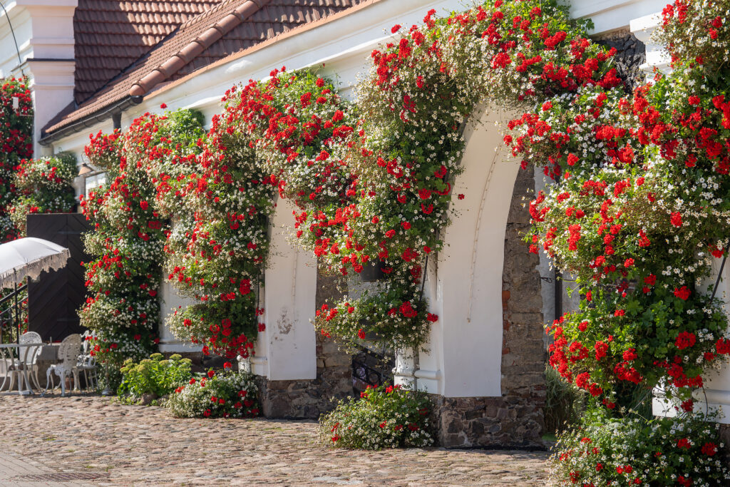 „Senmergių gėlių" reabilitacija Pakruojo dvare - kodėl pelargonijos vėl užkariauja žmonių širdis?