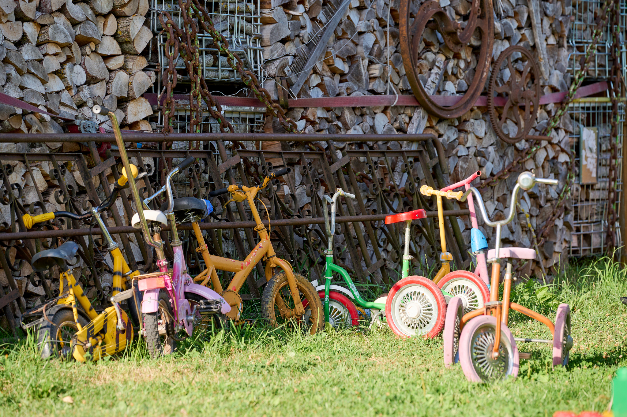 Molinė saulėgrąža