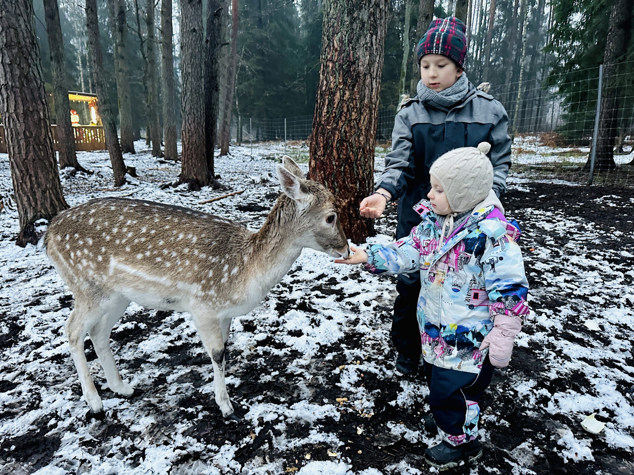 Magiškos Kalėdos Perlinių danielių parke