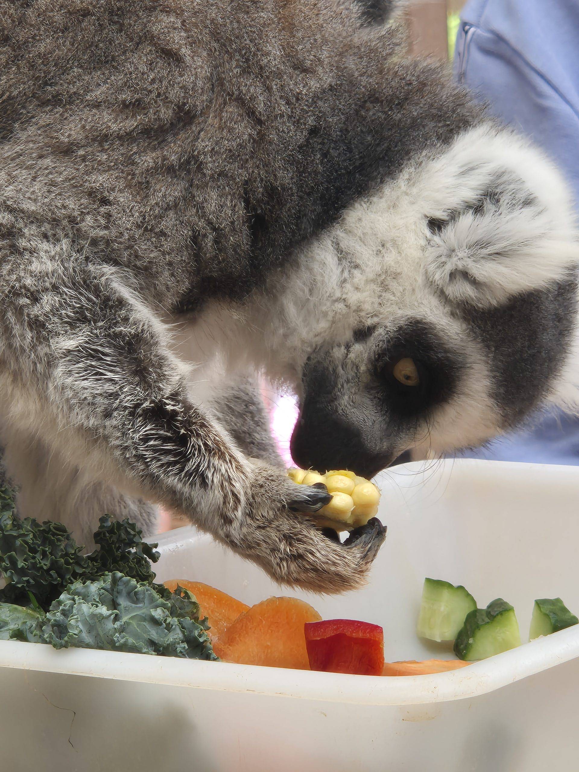 Kontaktinis zoologijos sodas Tenerifėje su vaikais