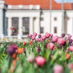 Pakruojo dvaro gėlininkai pristato festivalio tulpių rūšis