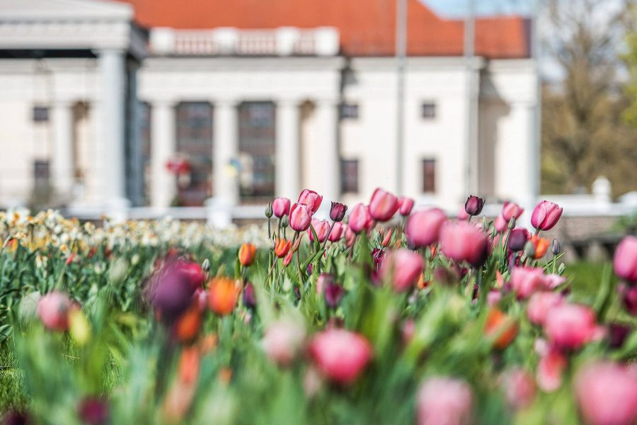 Pakruojo dvaro gėlininkai pristato festivalio tulpių rūšis