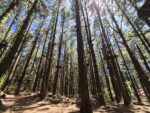 Forestal Park