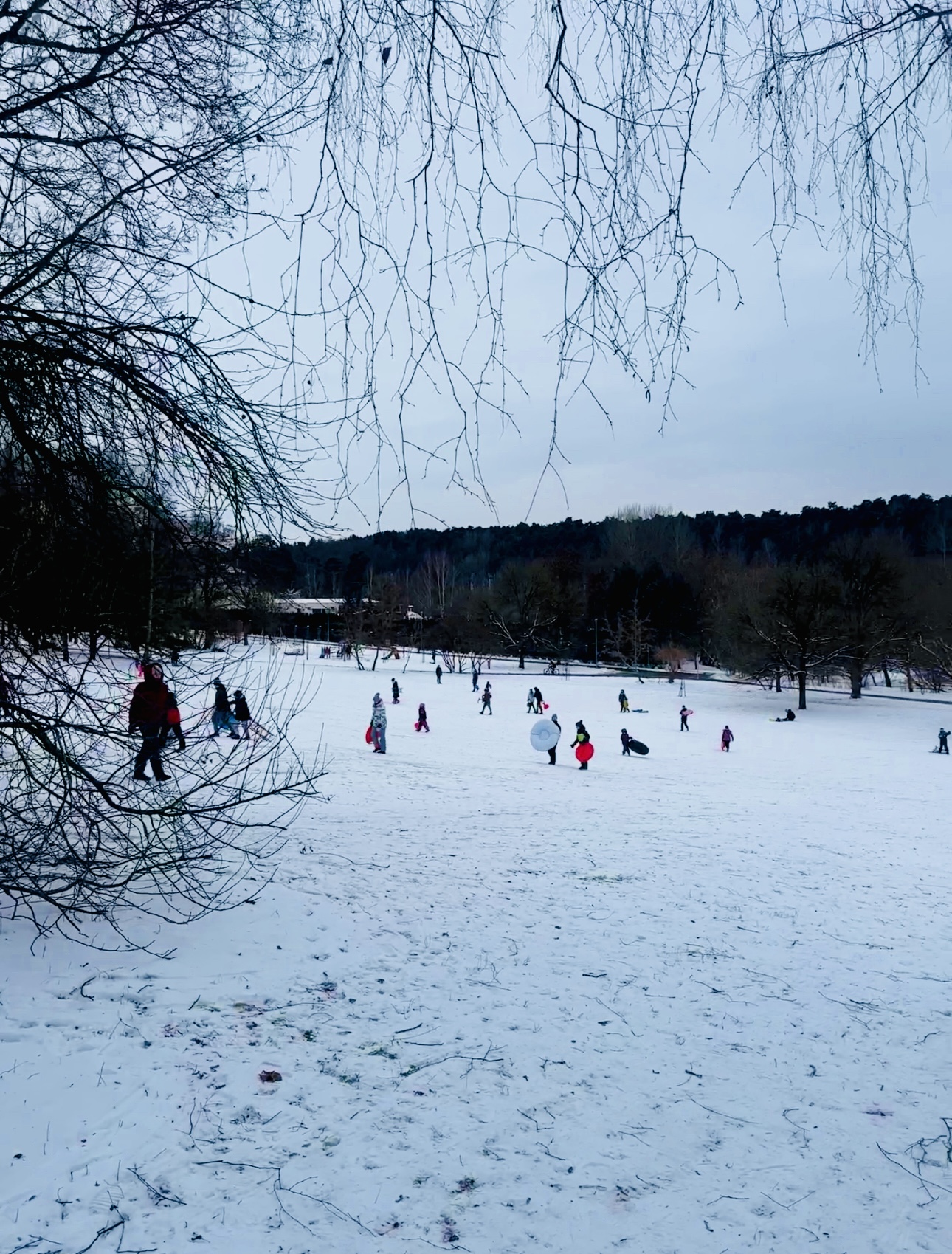 Kalniukas rogutėmis Žvėryne