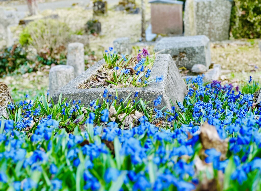 Kur pamatyti scyles Vilniuje