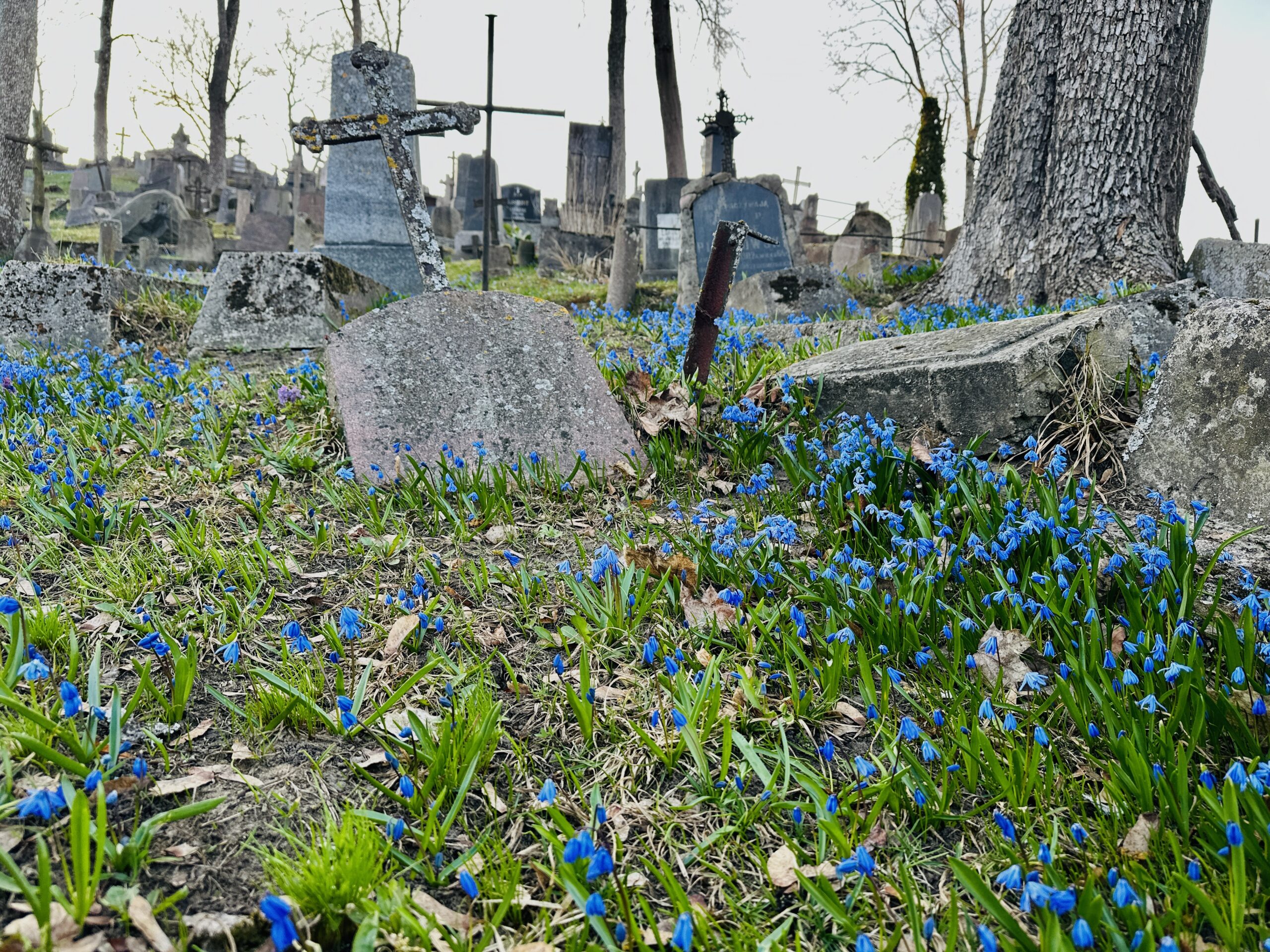 Kur pamatyti scyles Vilniuje