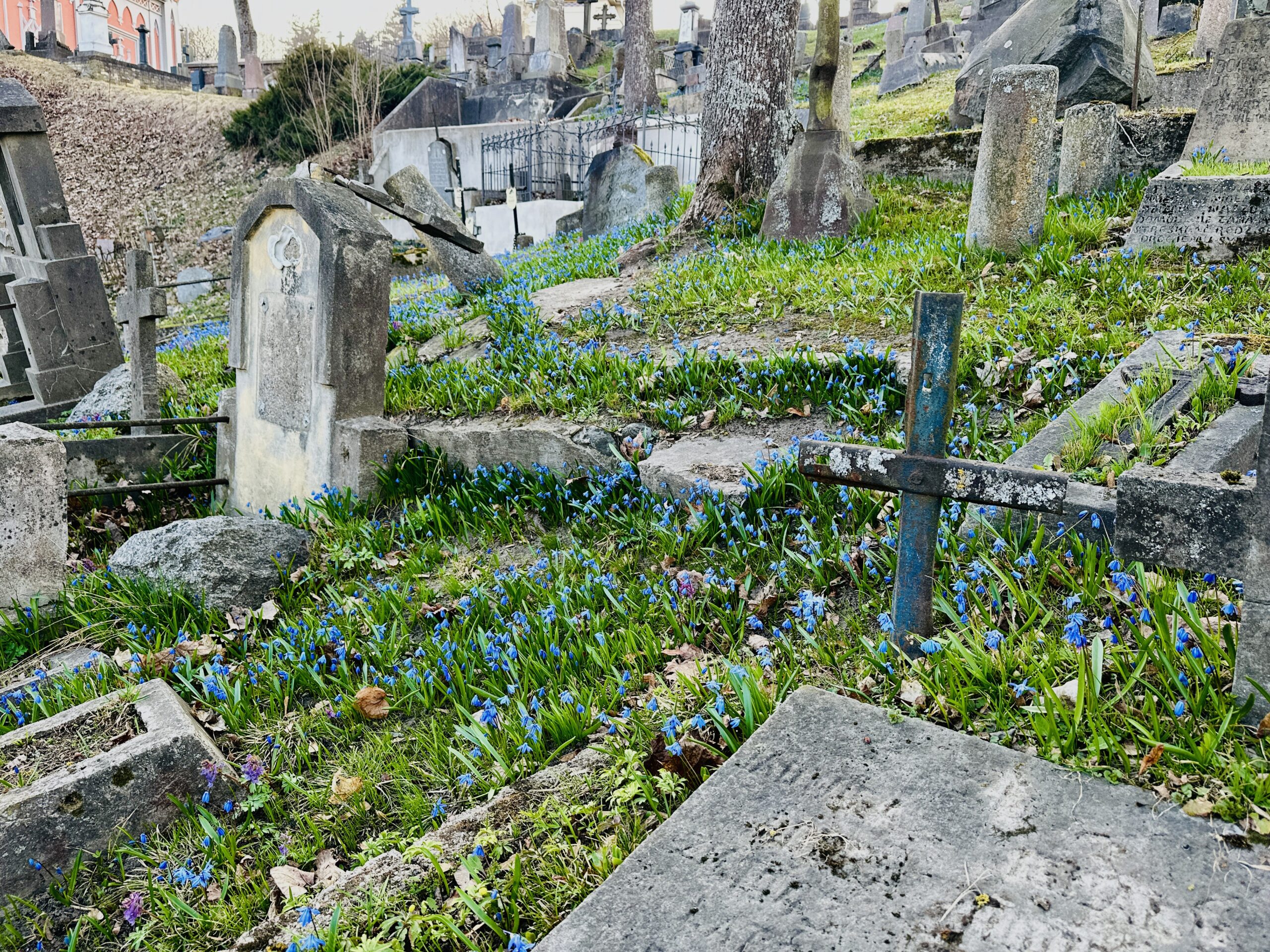 Kada ir kur žydi scylės?