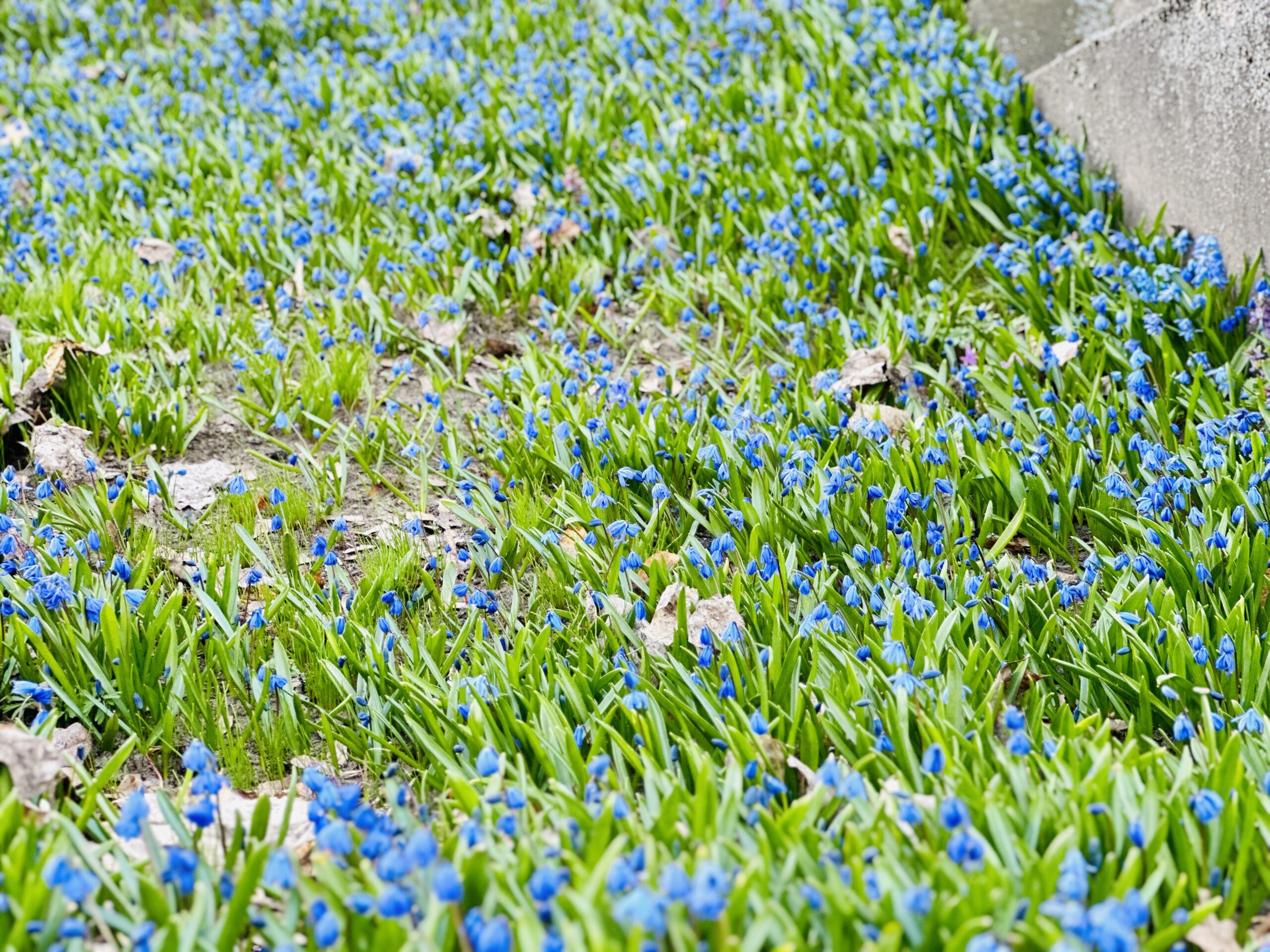 Bernardinų ir Rasų kapinės Vilniuje žydėjimas