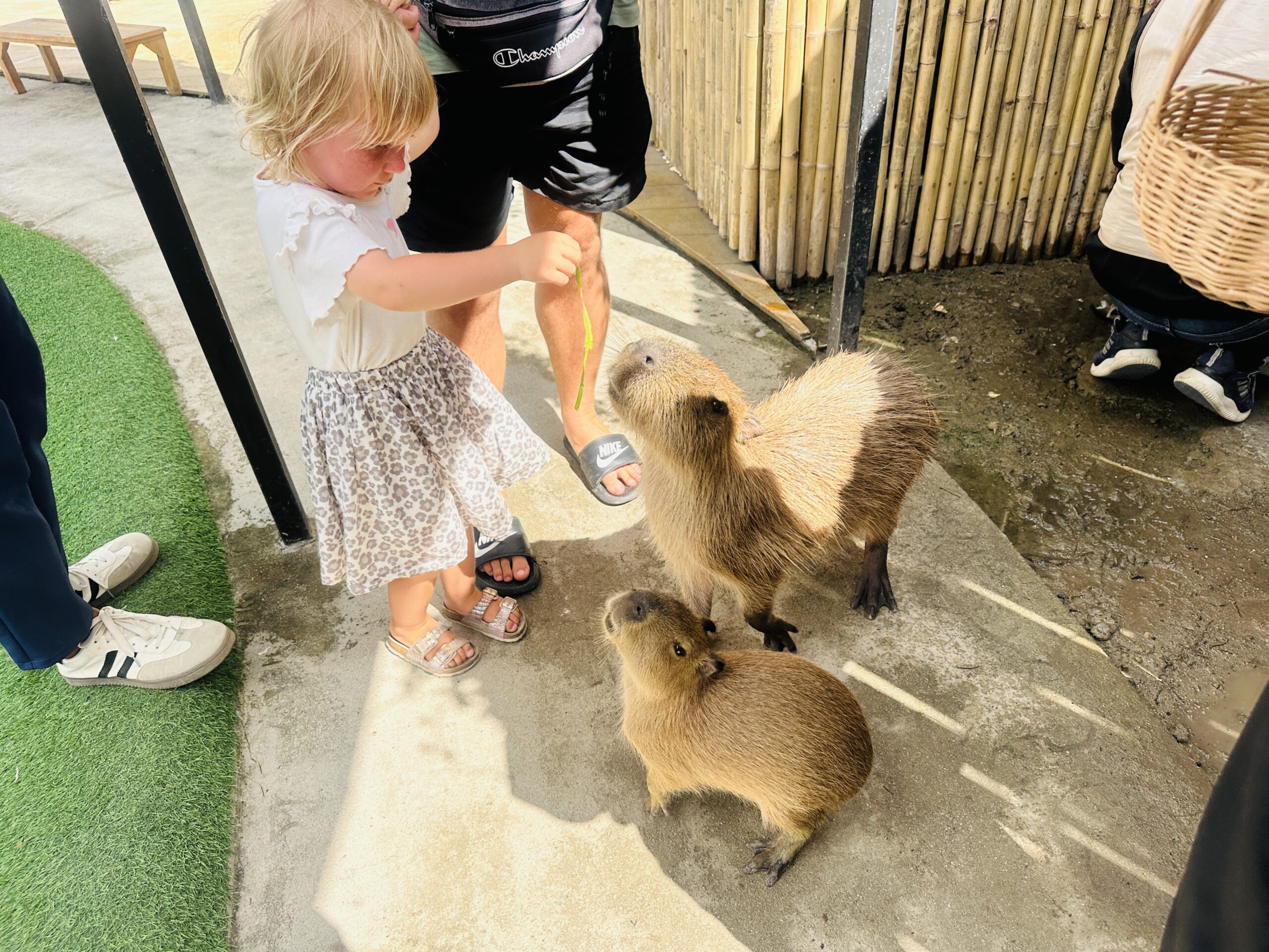 Kur pamatyti kapibaras