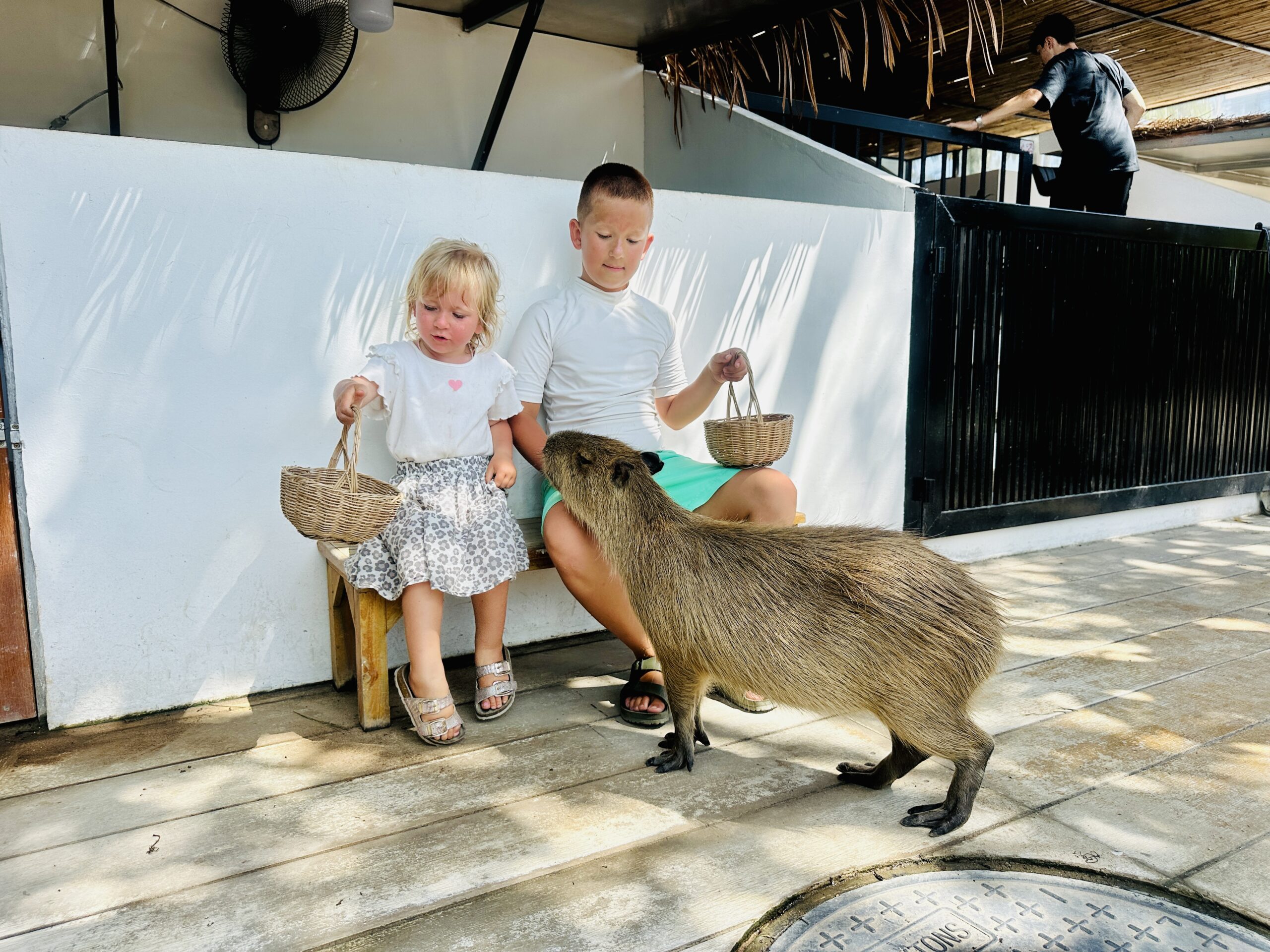 Capybara world Kog Samui Tailande. Ką pamatyti Tailande su vaikais