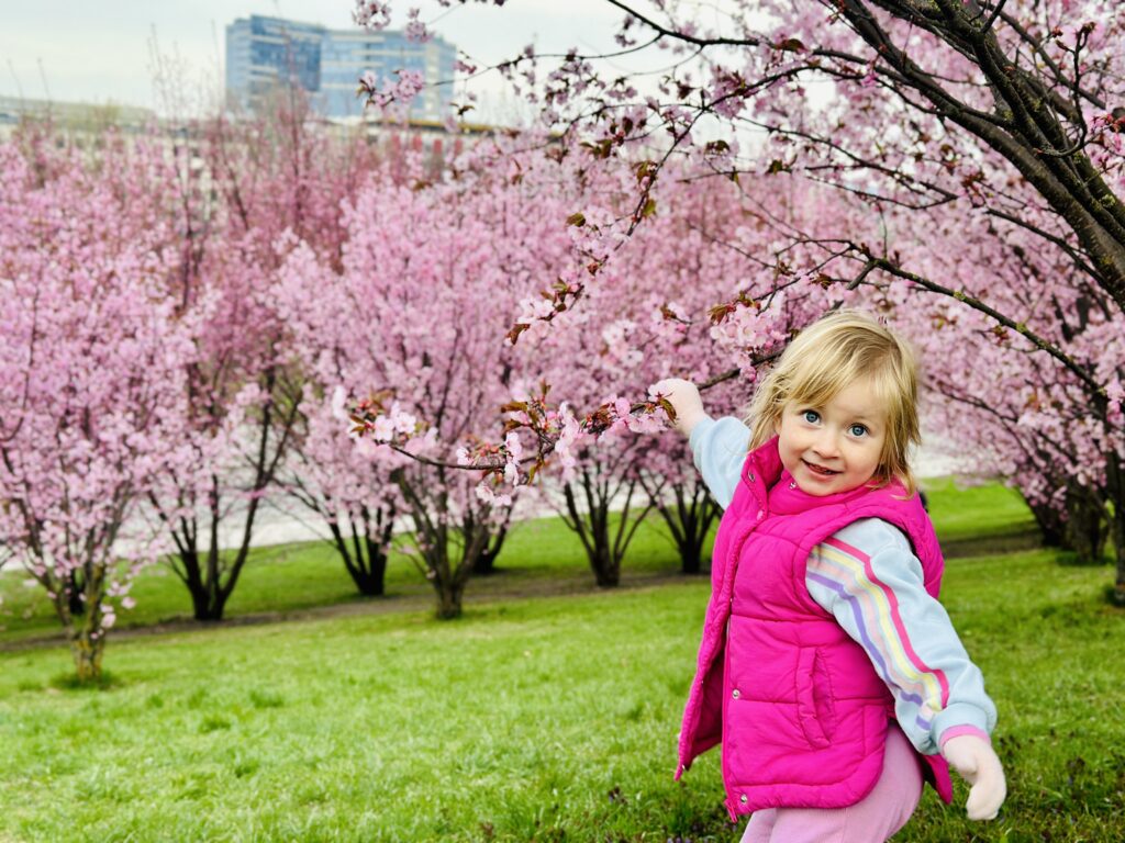 Kur žydi sakuros Vilniuje
