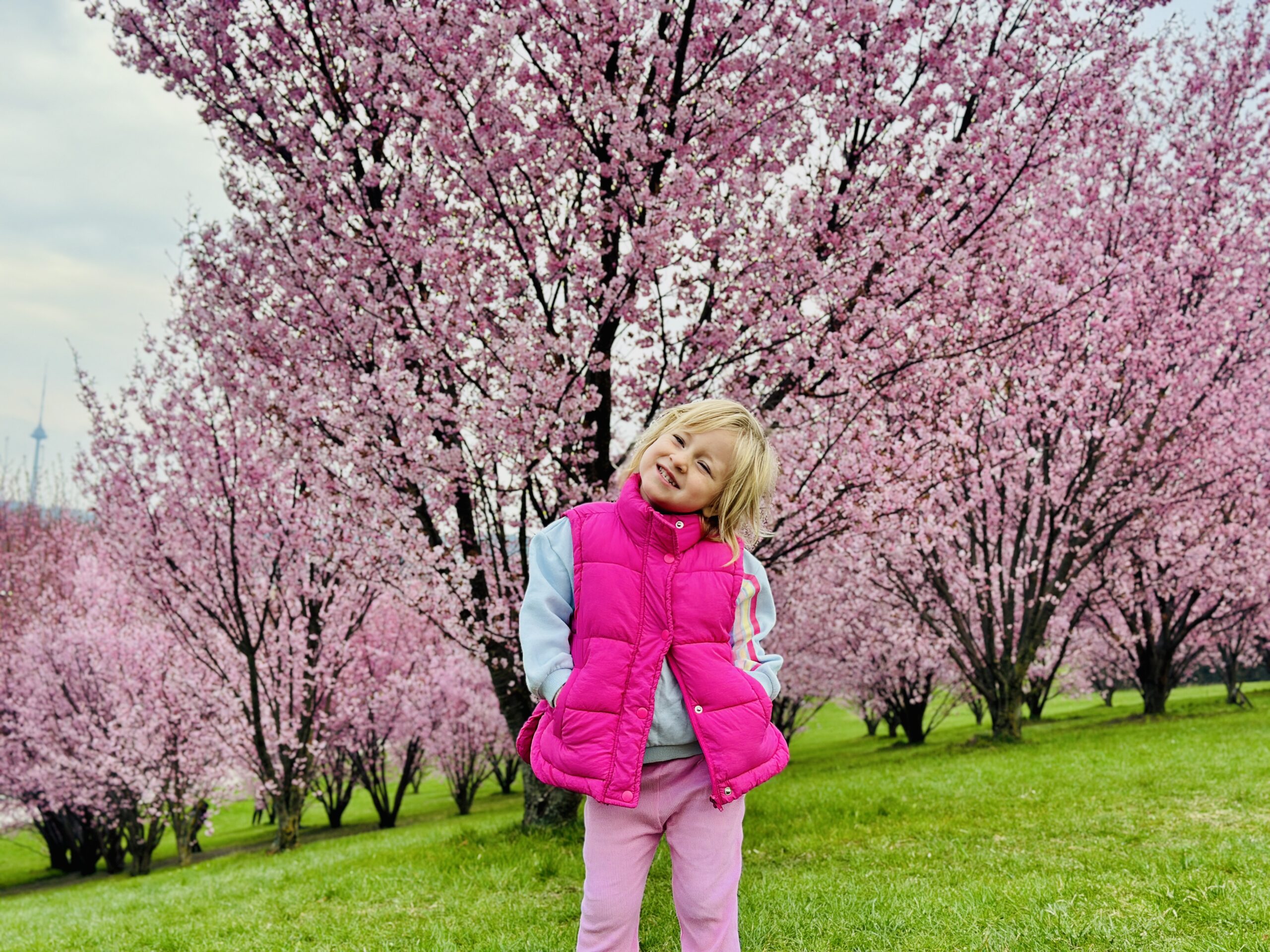 Kur žydi sakuros Vilniuje