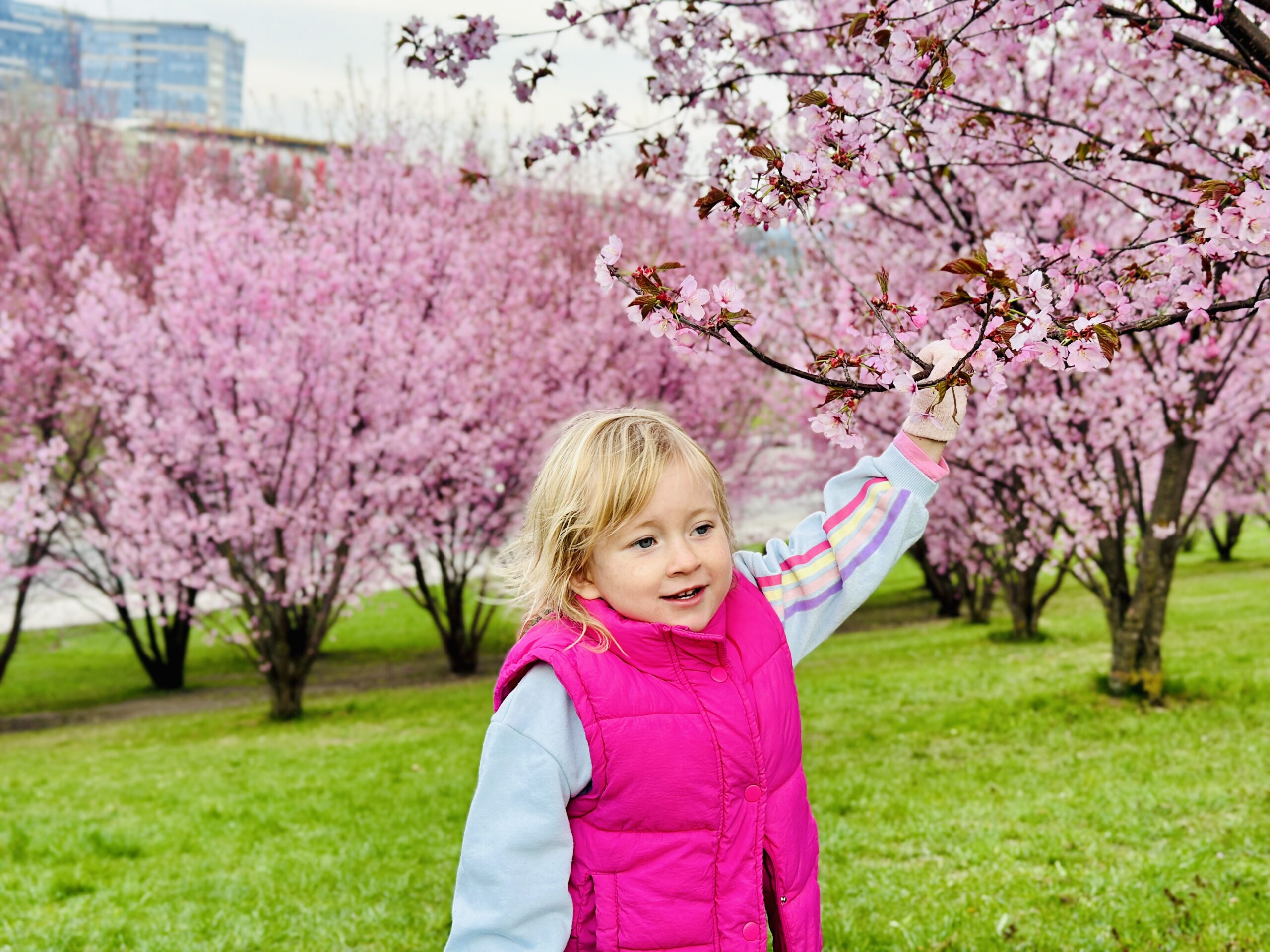 Čiunės Sugiharos sakurų parkas