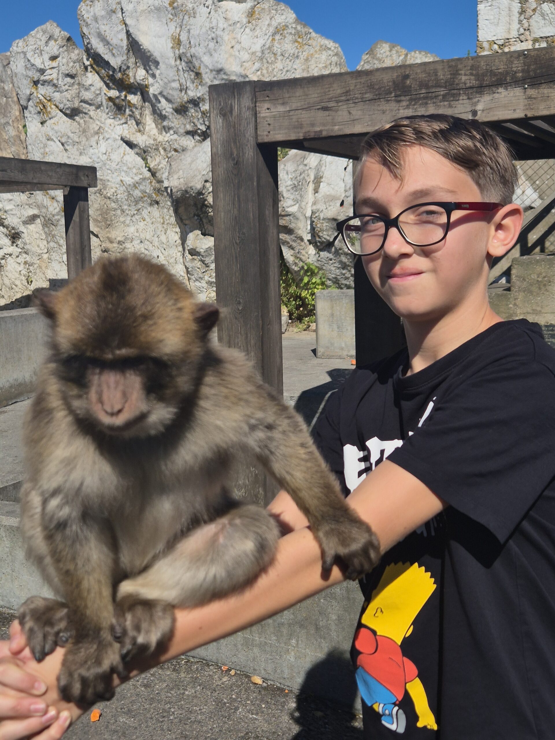 Gibraltaro beždžionės