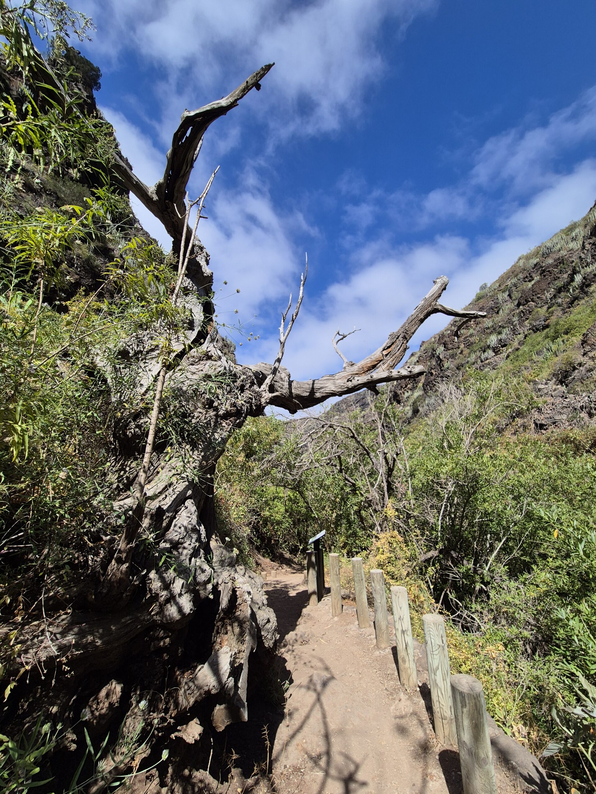 Barranco del Infierno pietų Tenerifėje: žygis Pragaro tarpekliu