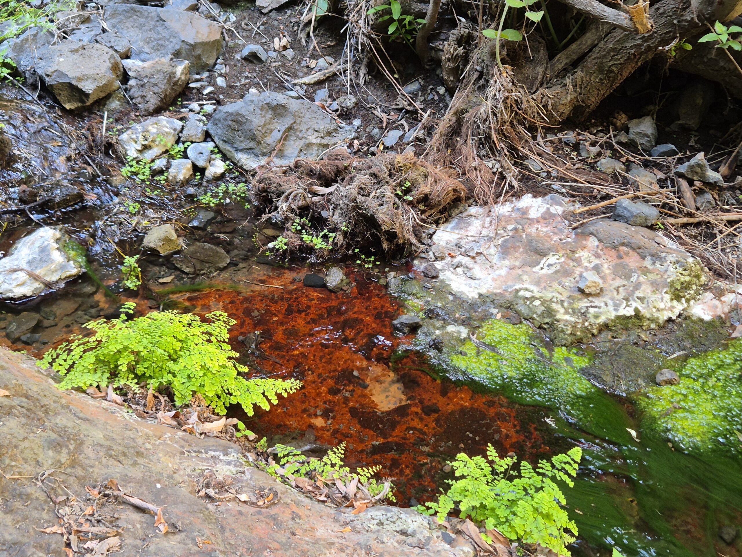 Barranco del Infierno pietų Tenerifėje: žygis Pragaro tarpekliu