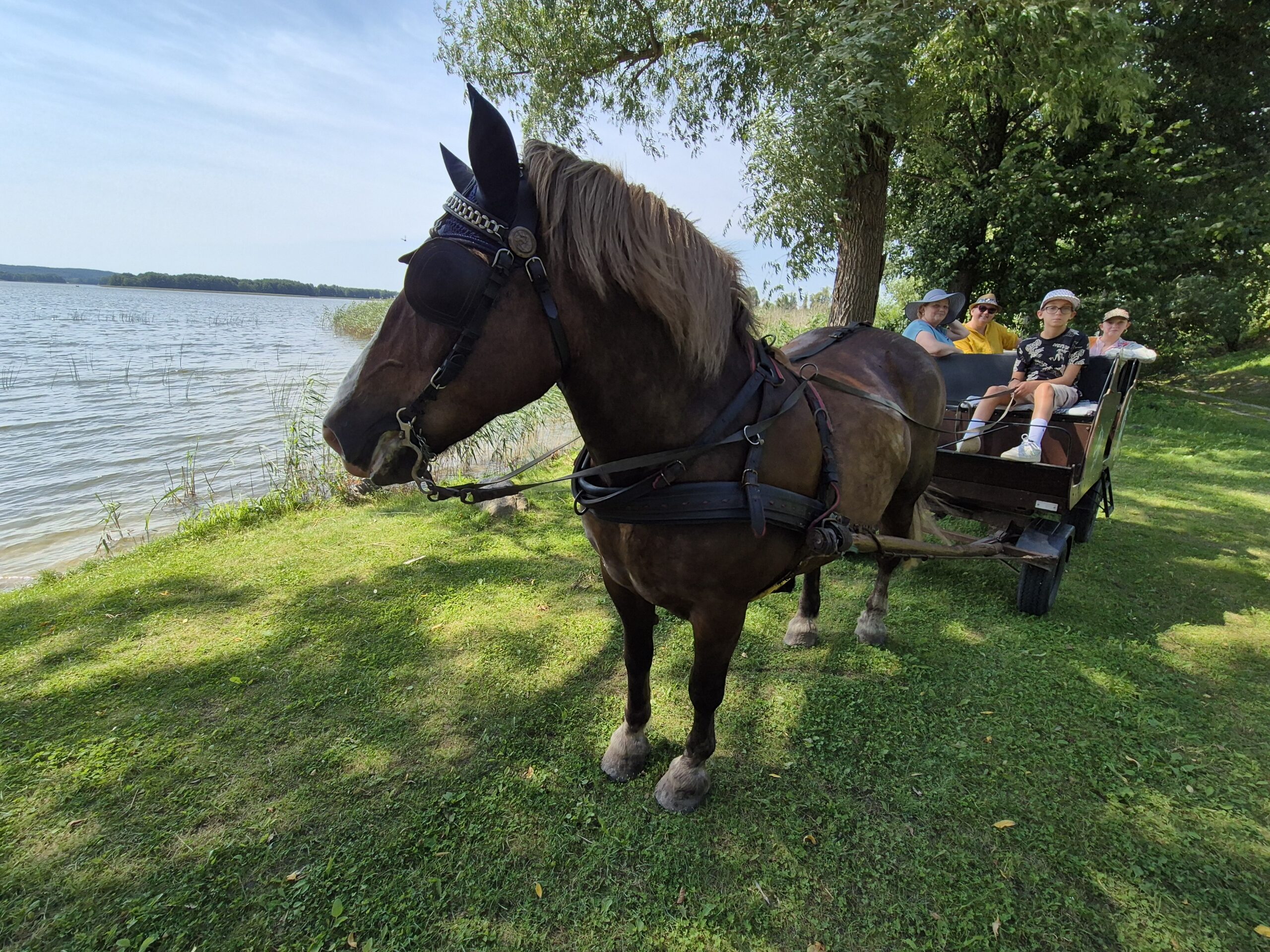 Žaslių arkliukai