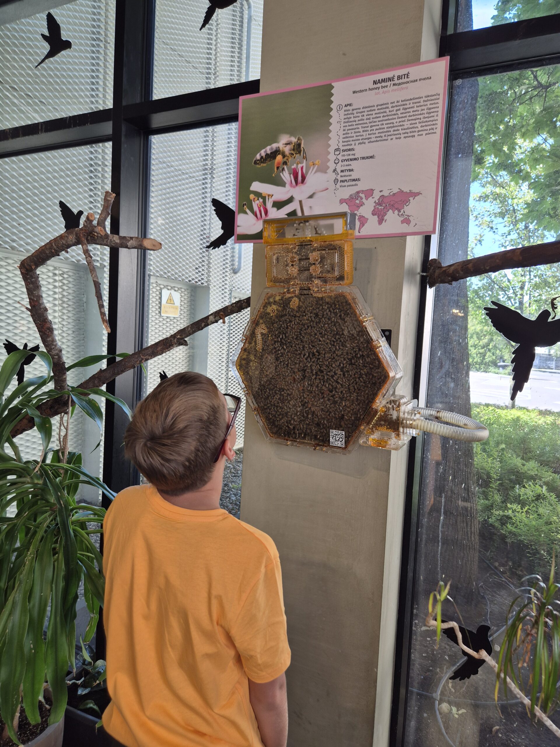 Zoopark Vilnius - vieta išskirtiniam gimtadieniui