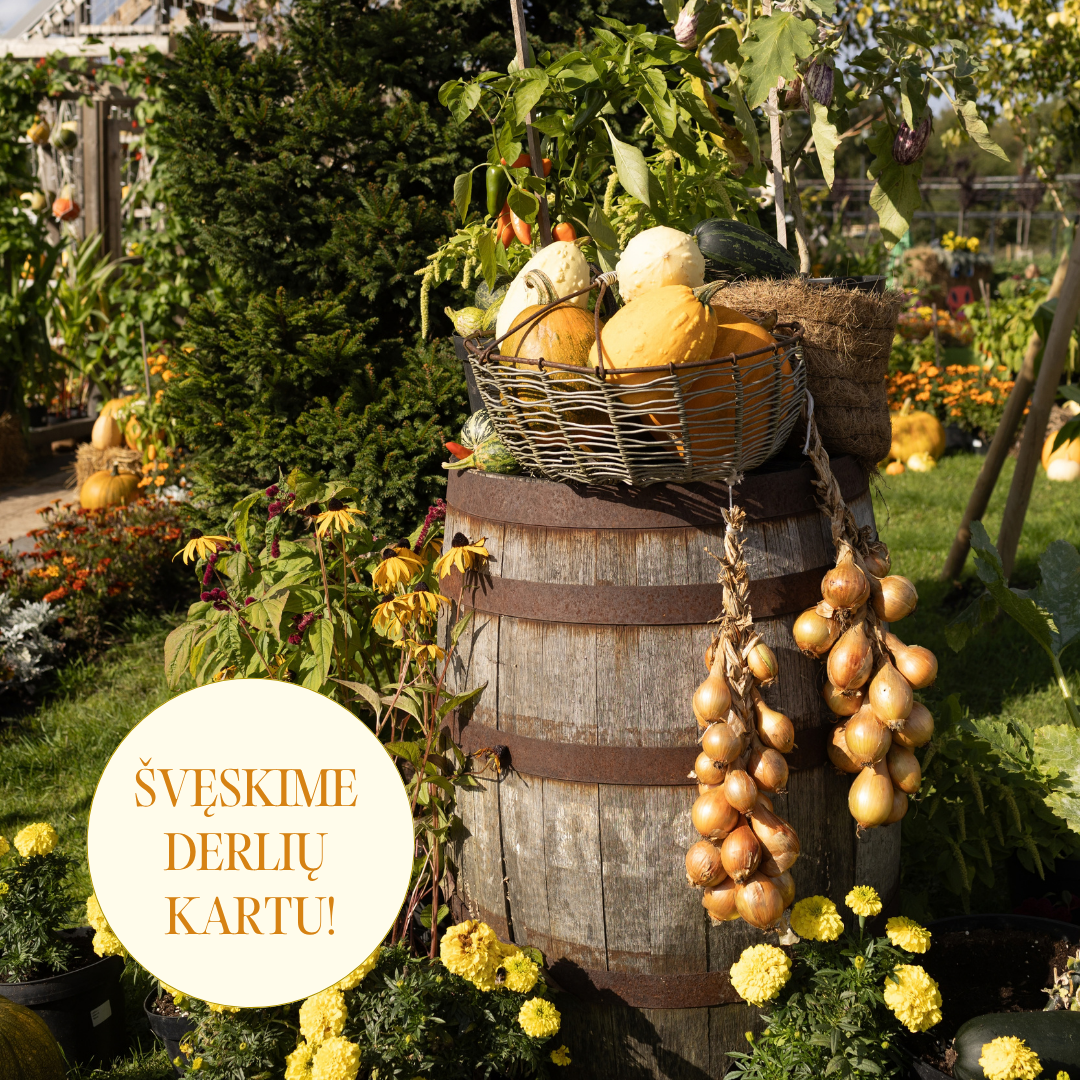Didžioji rudens fiesta Babilono soduose