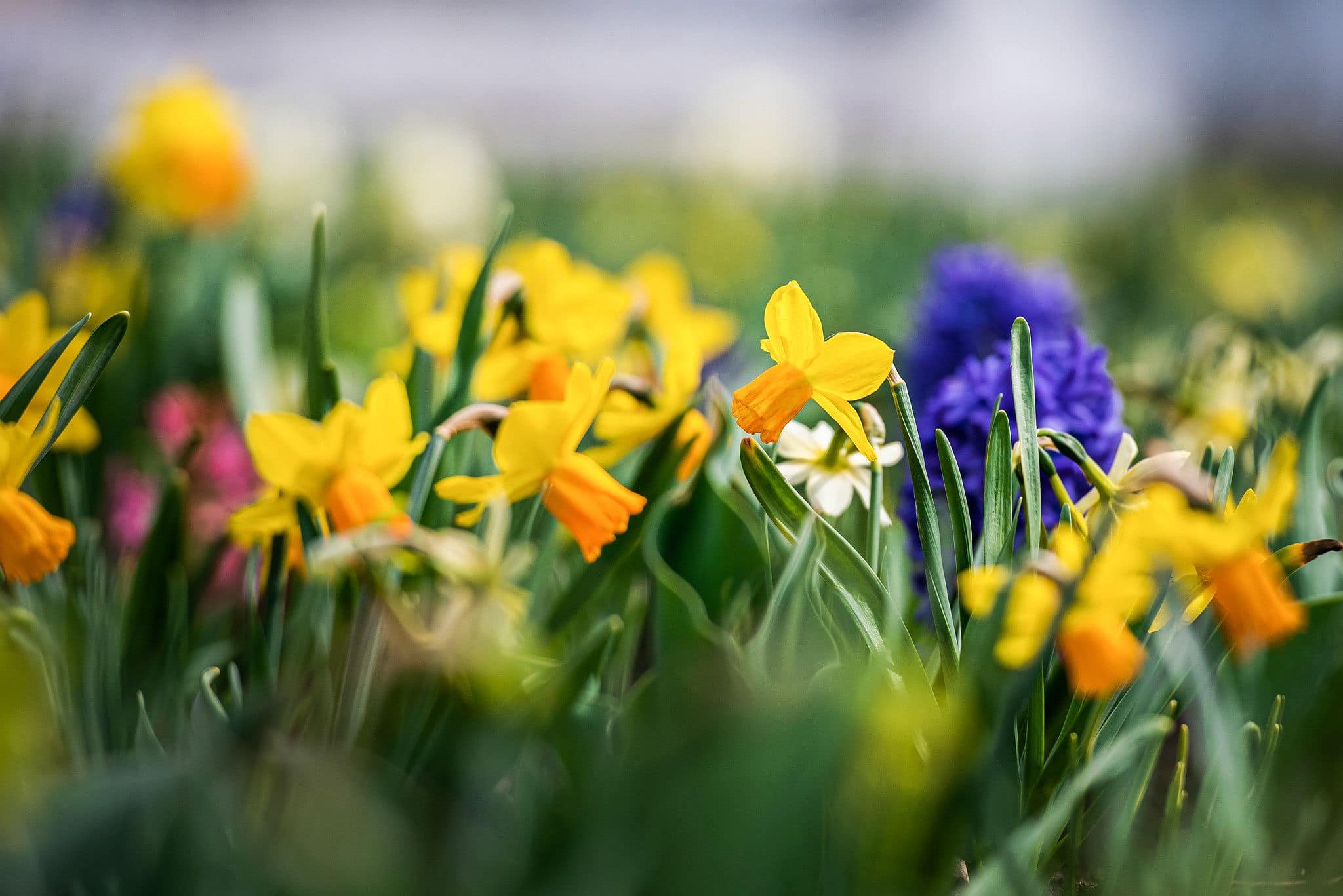 Pakruojo dvaro gėlininkų patarimai