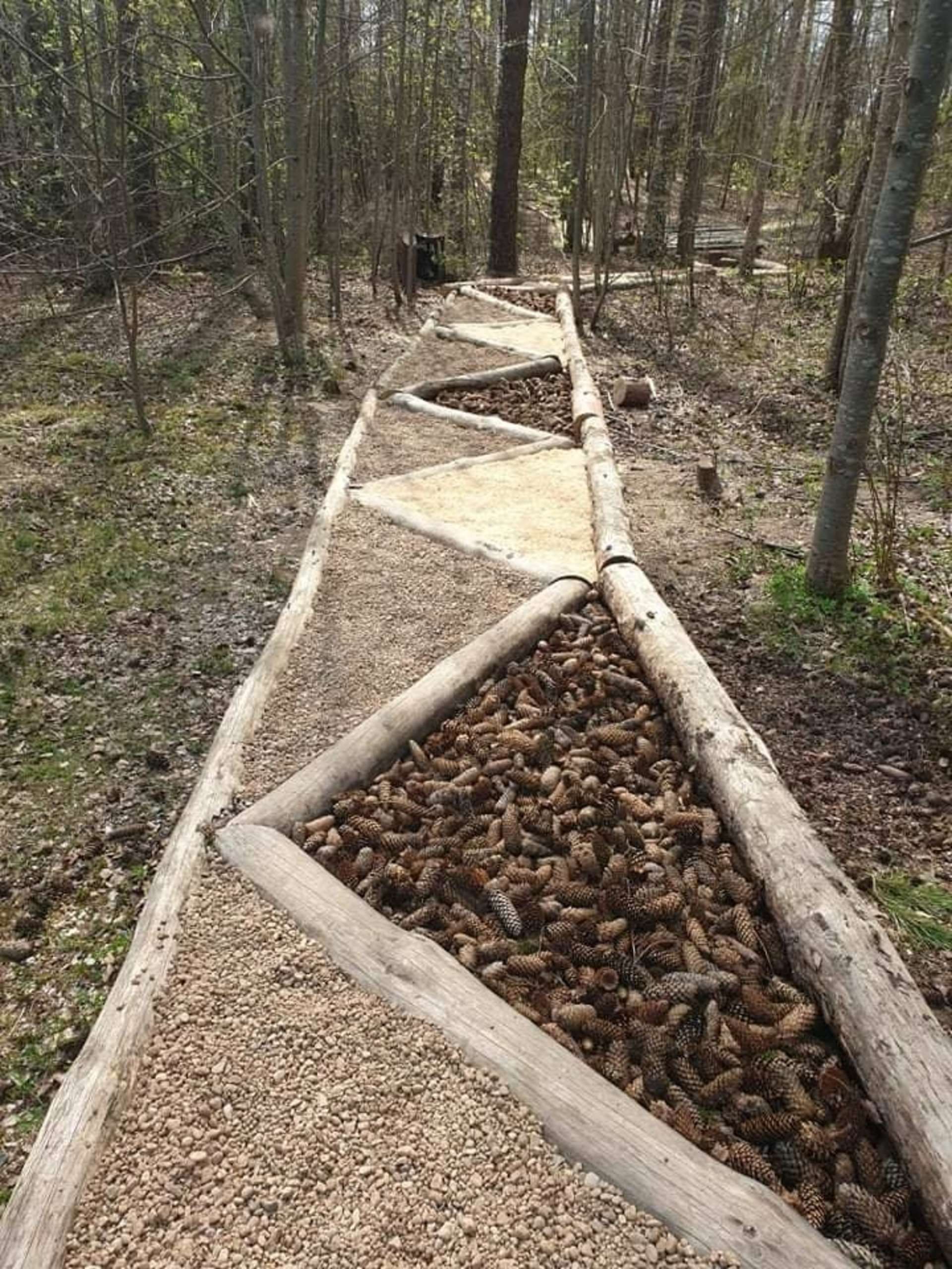 Anykščių šilelio pažintinis eko basų kojų takas