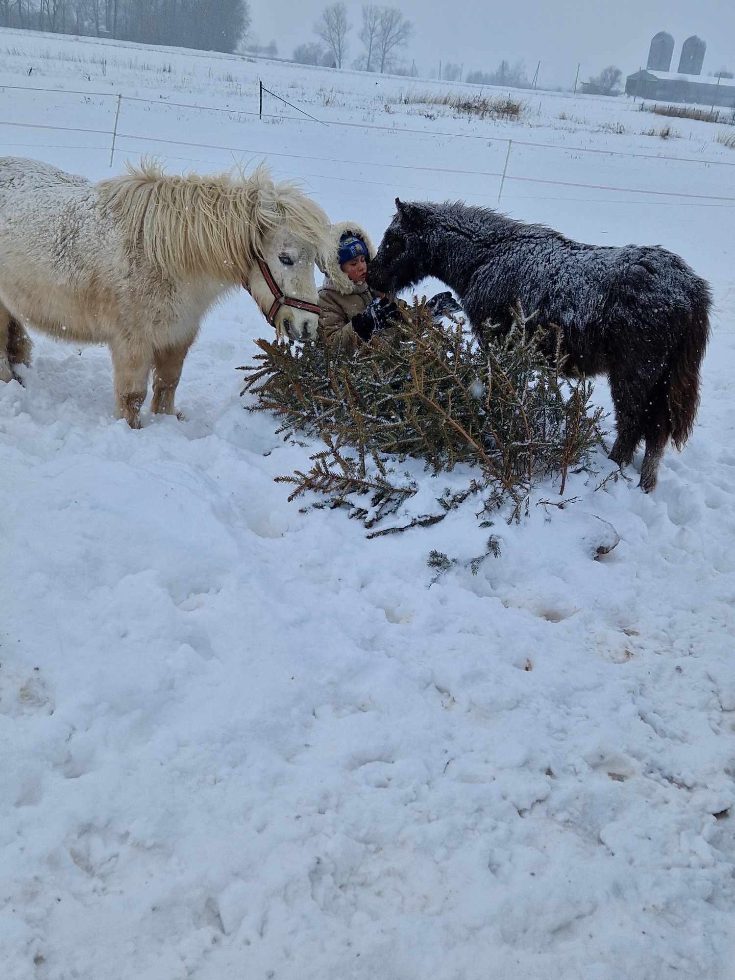 Gyvūnų ūkiai žiemą Lietuvoje: kur vykti su vaikais