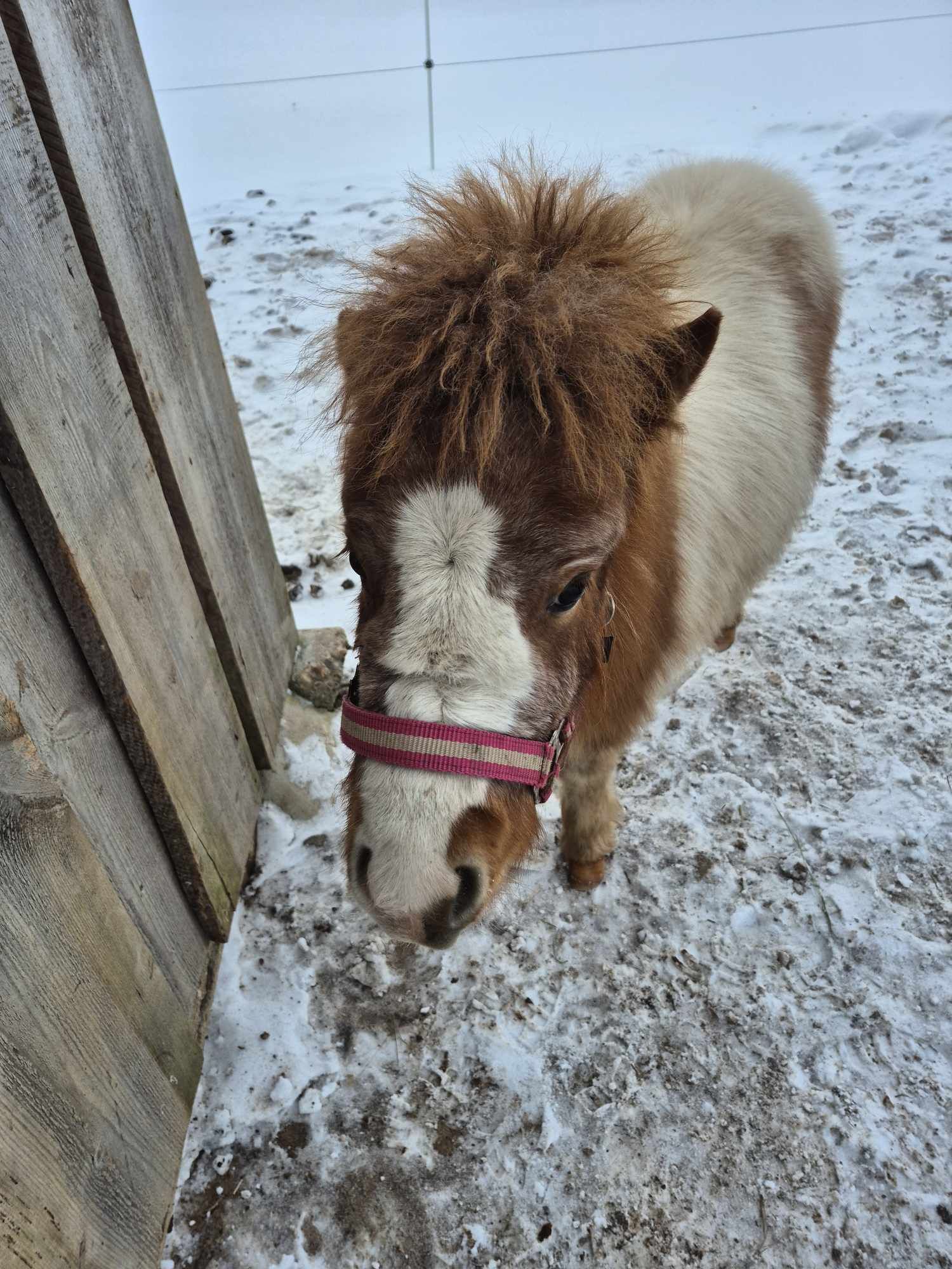 Šeimos ūkis JUODOJI GRAŽUOLĖ 
