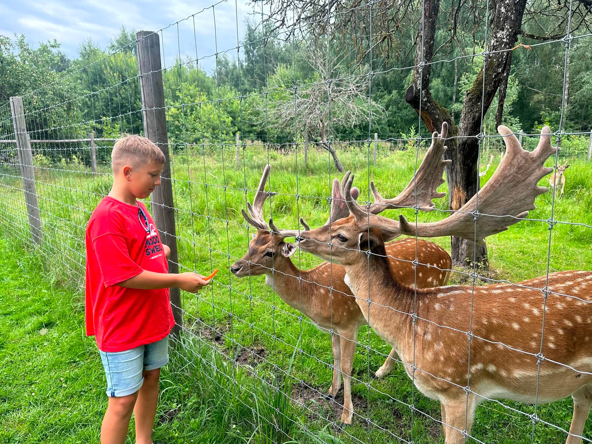 Rokiškio dvaro gyvūnai