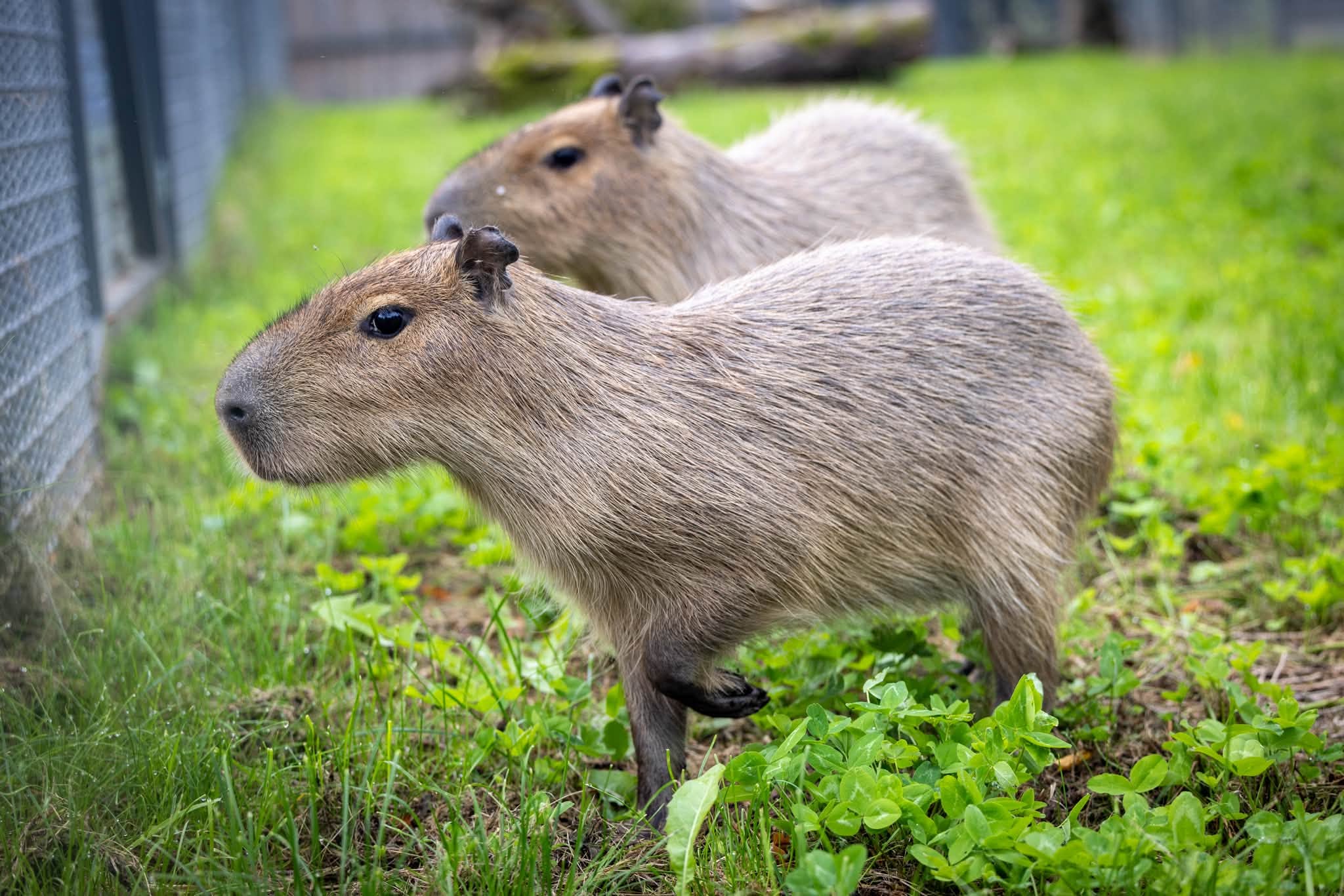 Kapibaros itin draugiški gyvūnai (Lietuvos zoologijos sodo nuotr.)