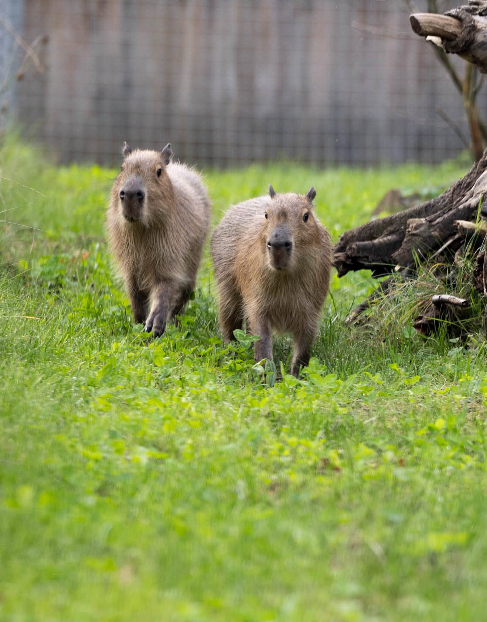 Kapibaros Lietuvos zoologijos sode (Lietuvos zoologijos sodo nuotr.)